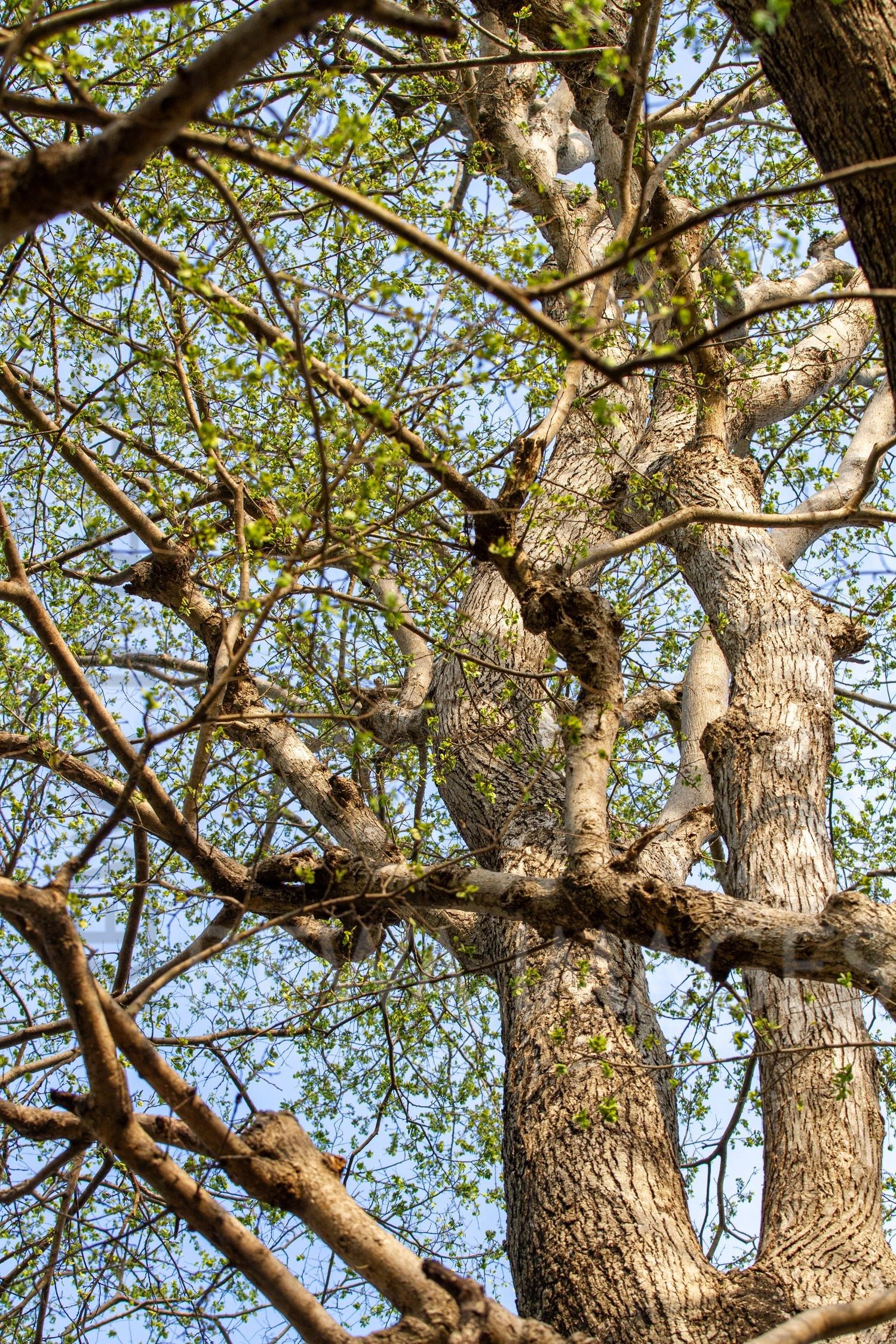 Trees