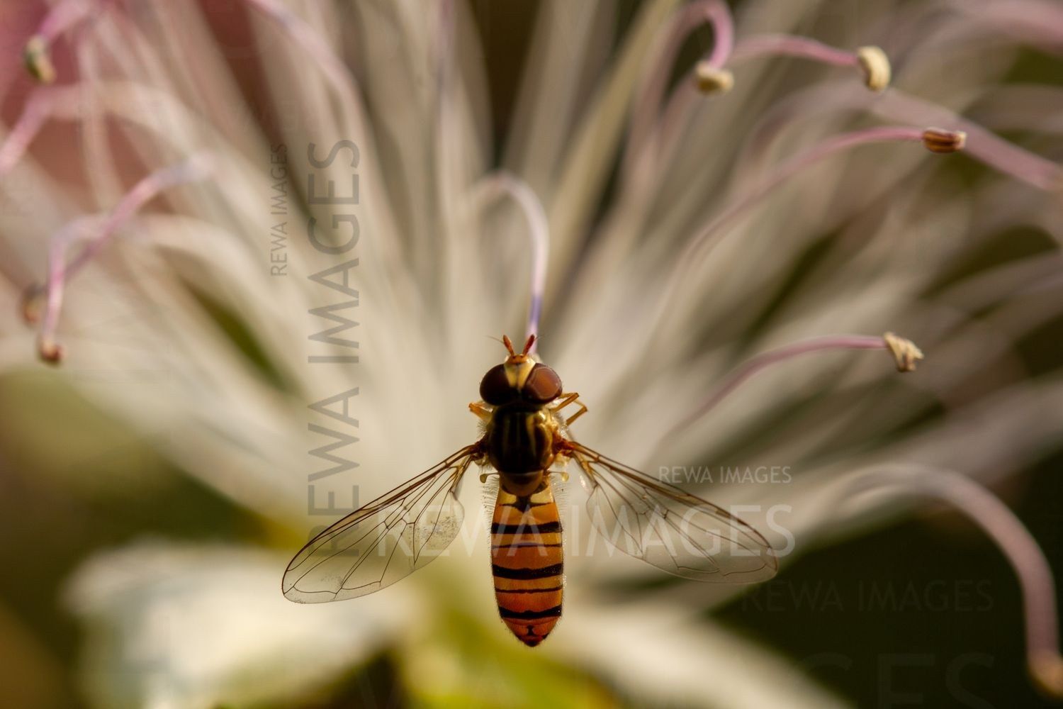 Fly on a caper flower