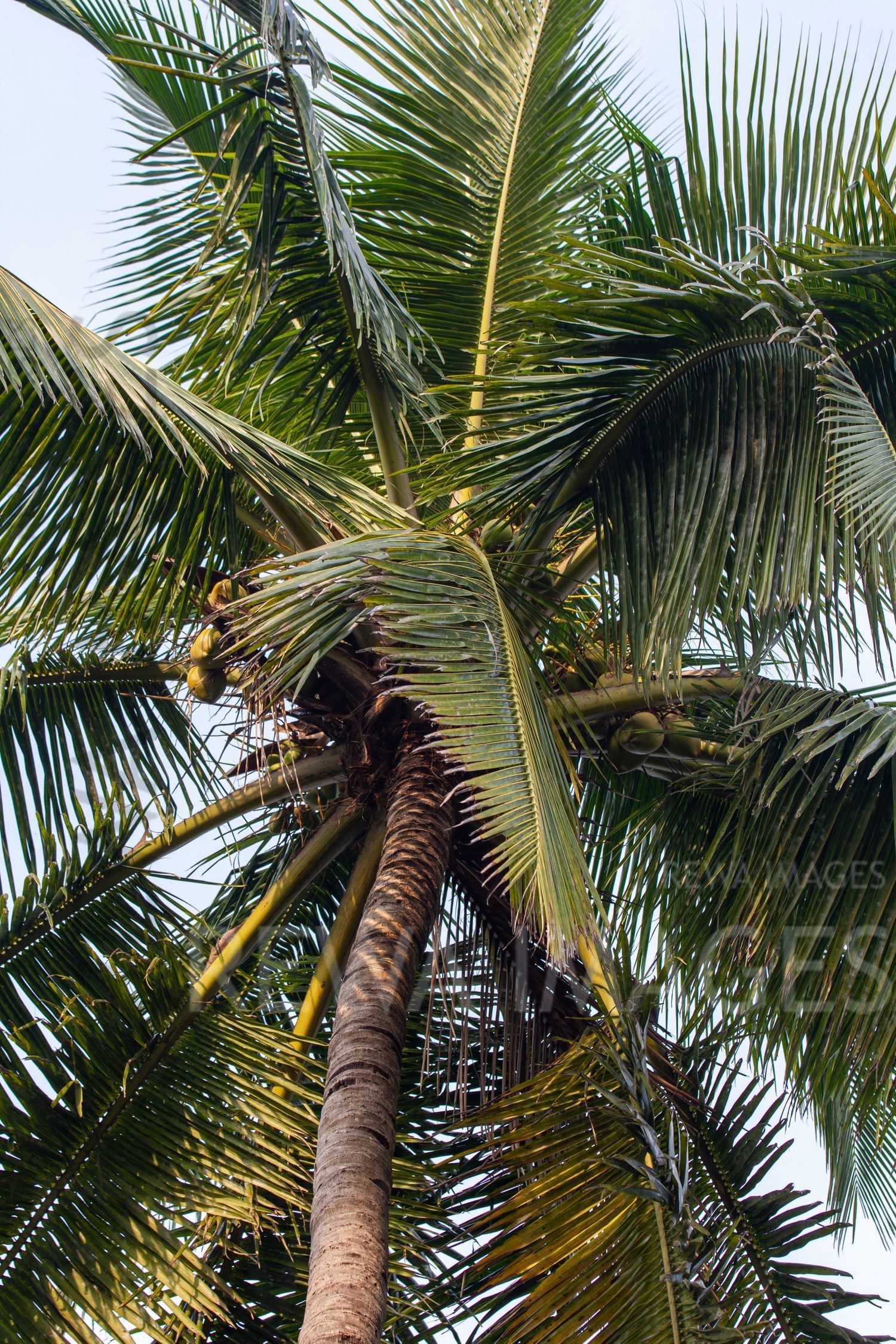 Coconut trees