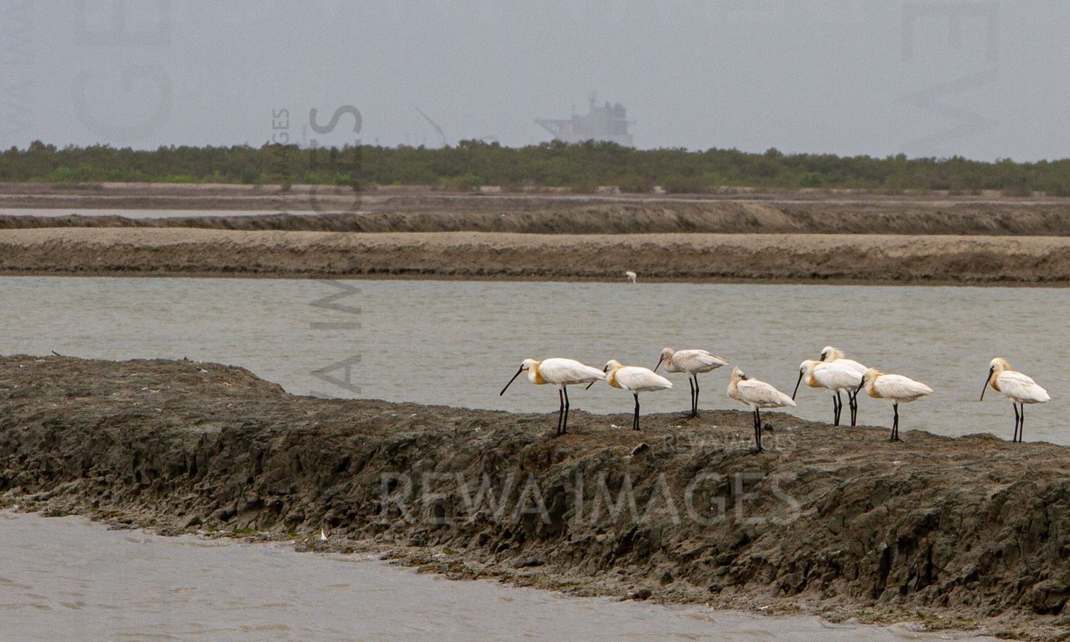Eurasian Spoonbill