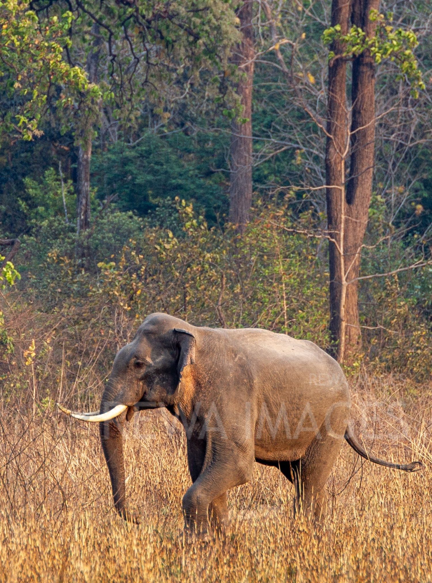 Indian elephant