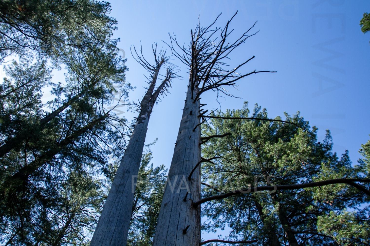 Pine Trees