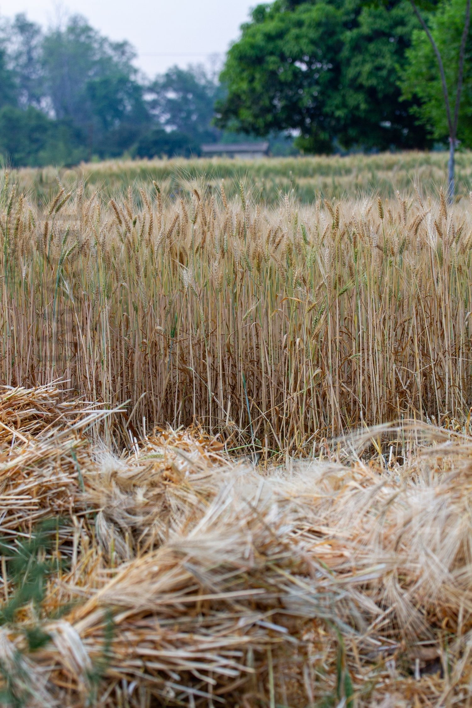 Paddy fields