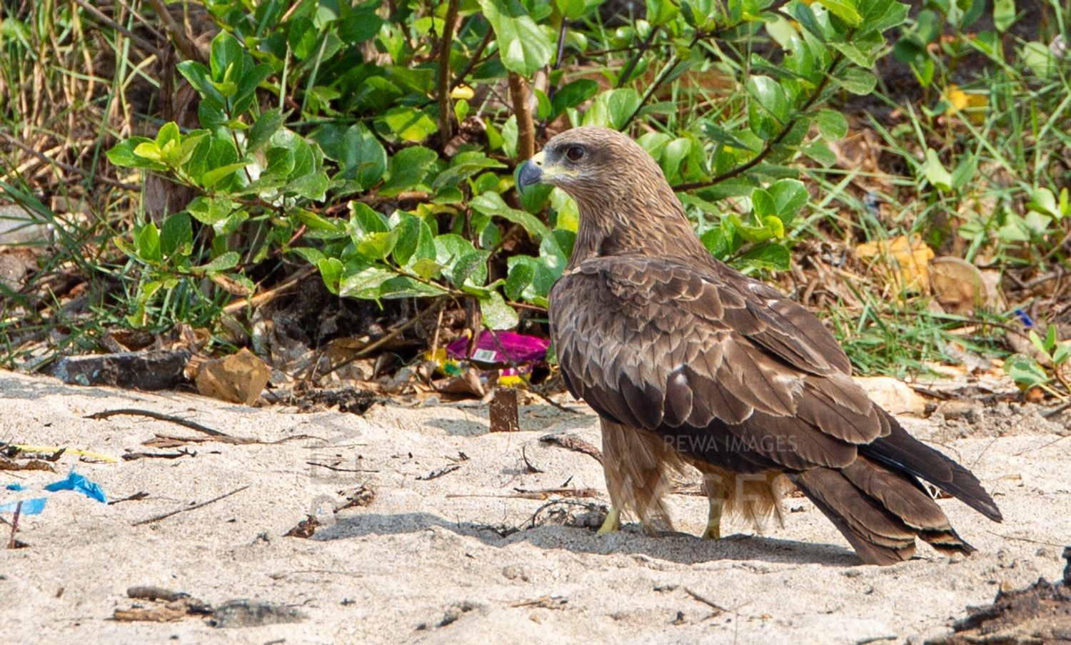 Black Kite