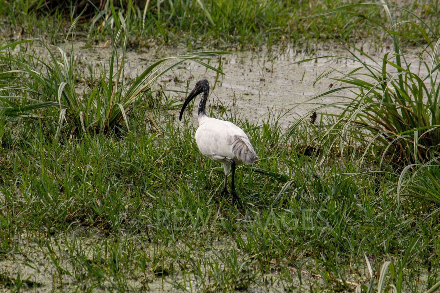 Oriental white ibis or Indian white ibis at Bharatpur