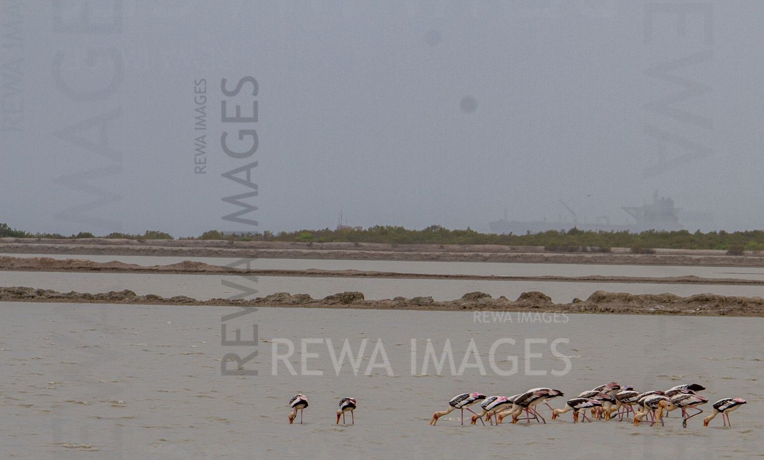 Painted Storks