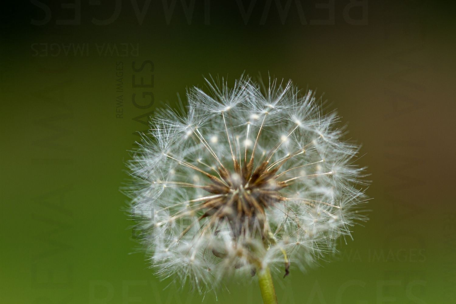 Withering Flowers