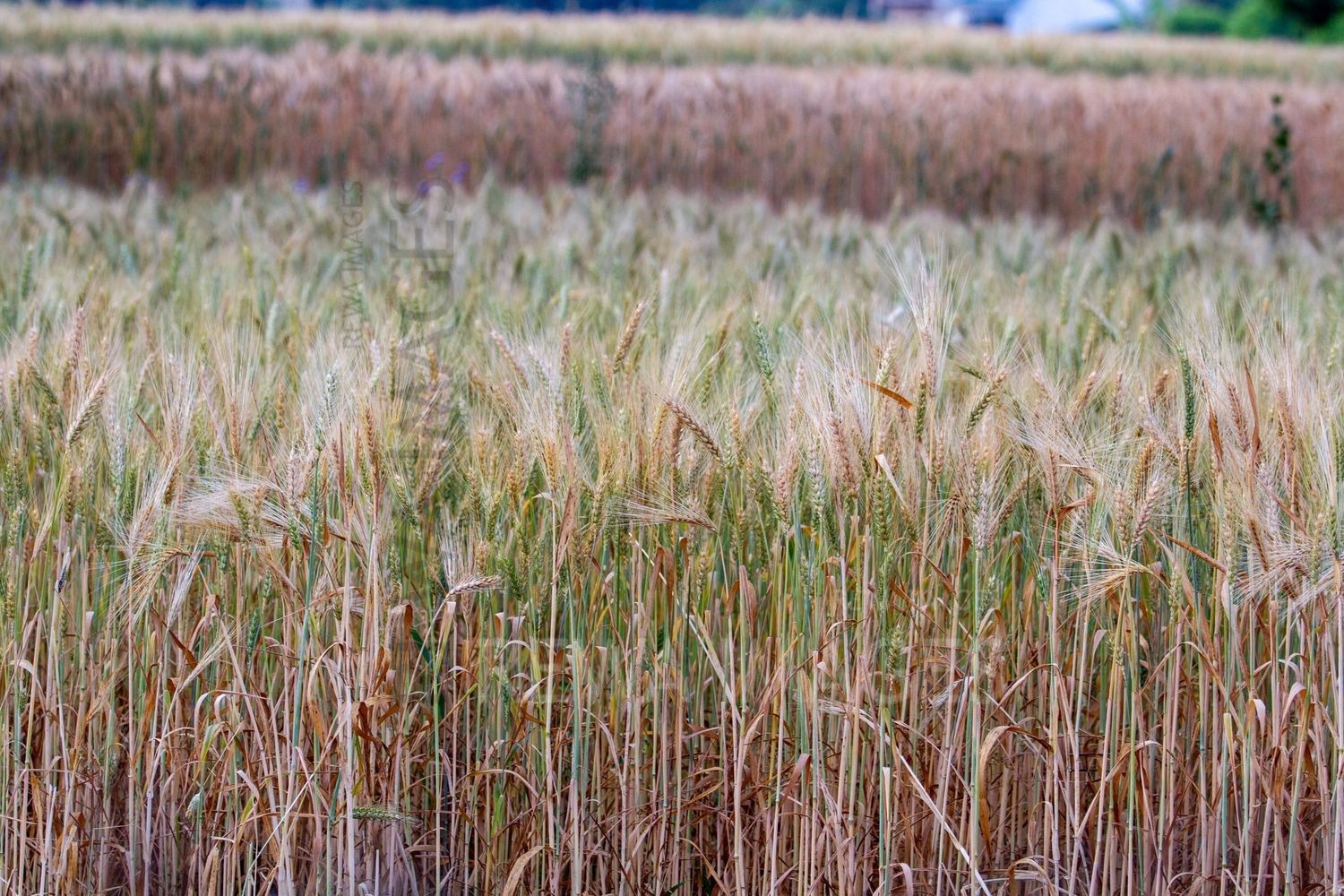 Paddy fields
