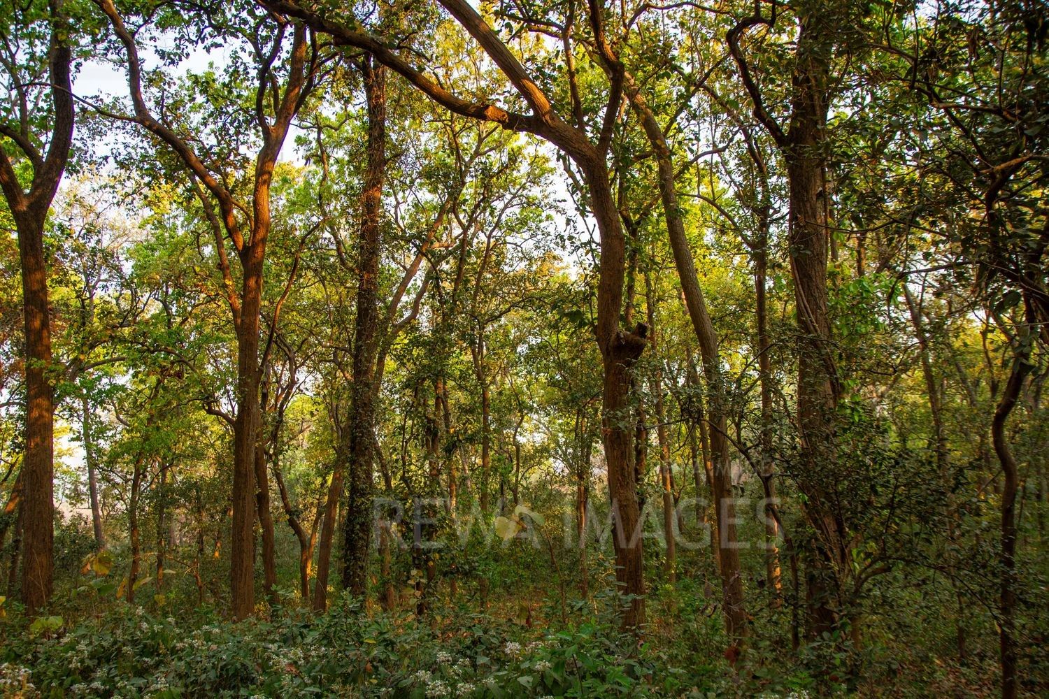 Forests of Jim Corbett National Park