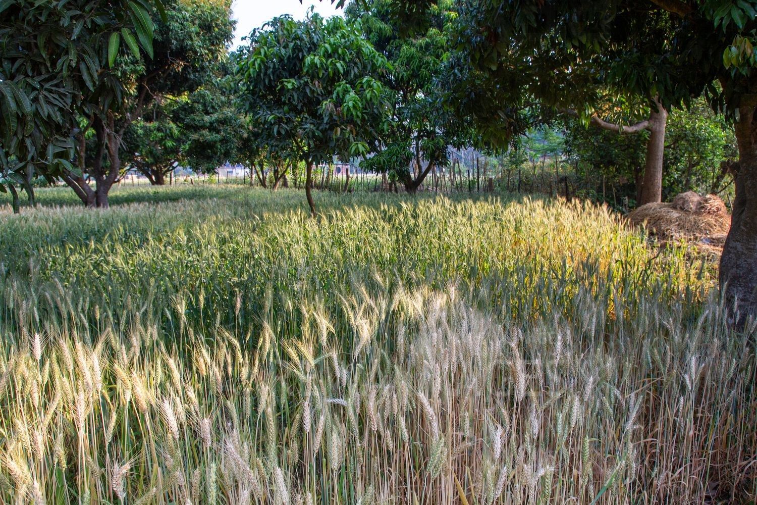 Paddy fields