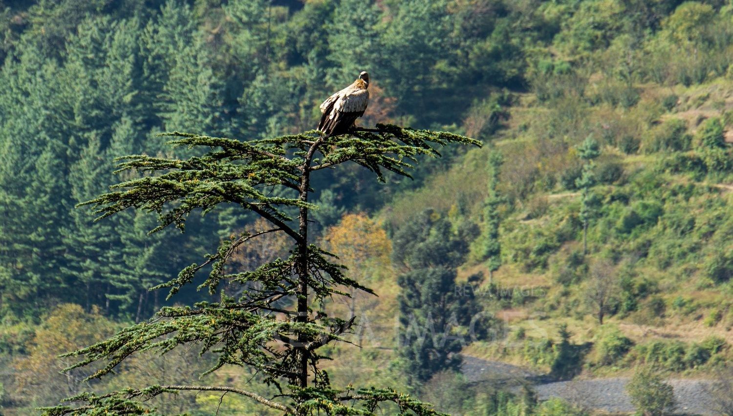 Himalayan Griffon Vulture