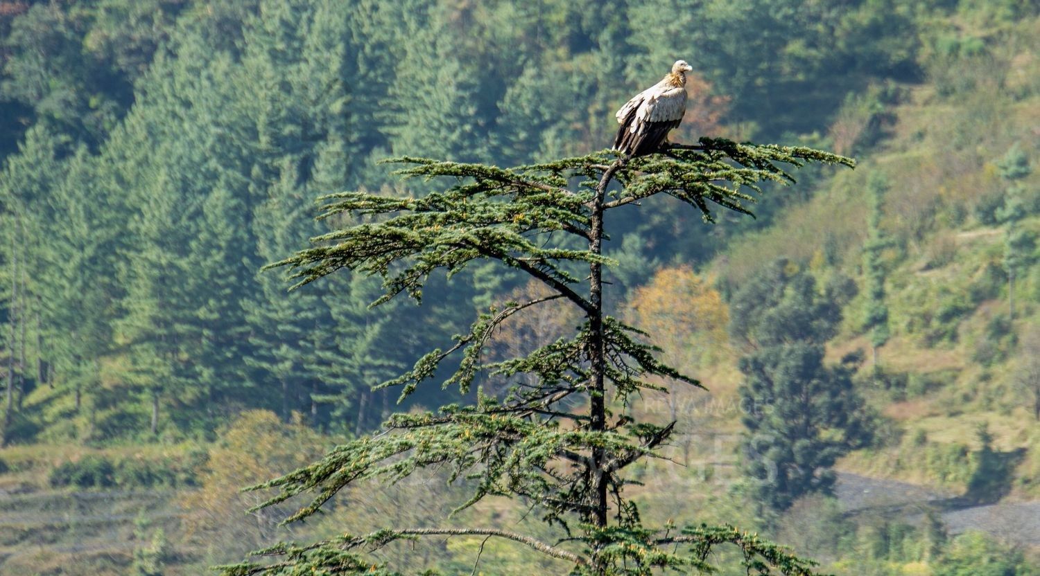Himalayan Griffon Vulture