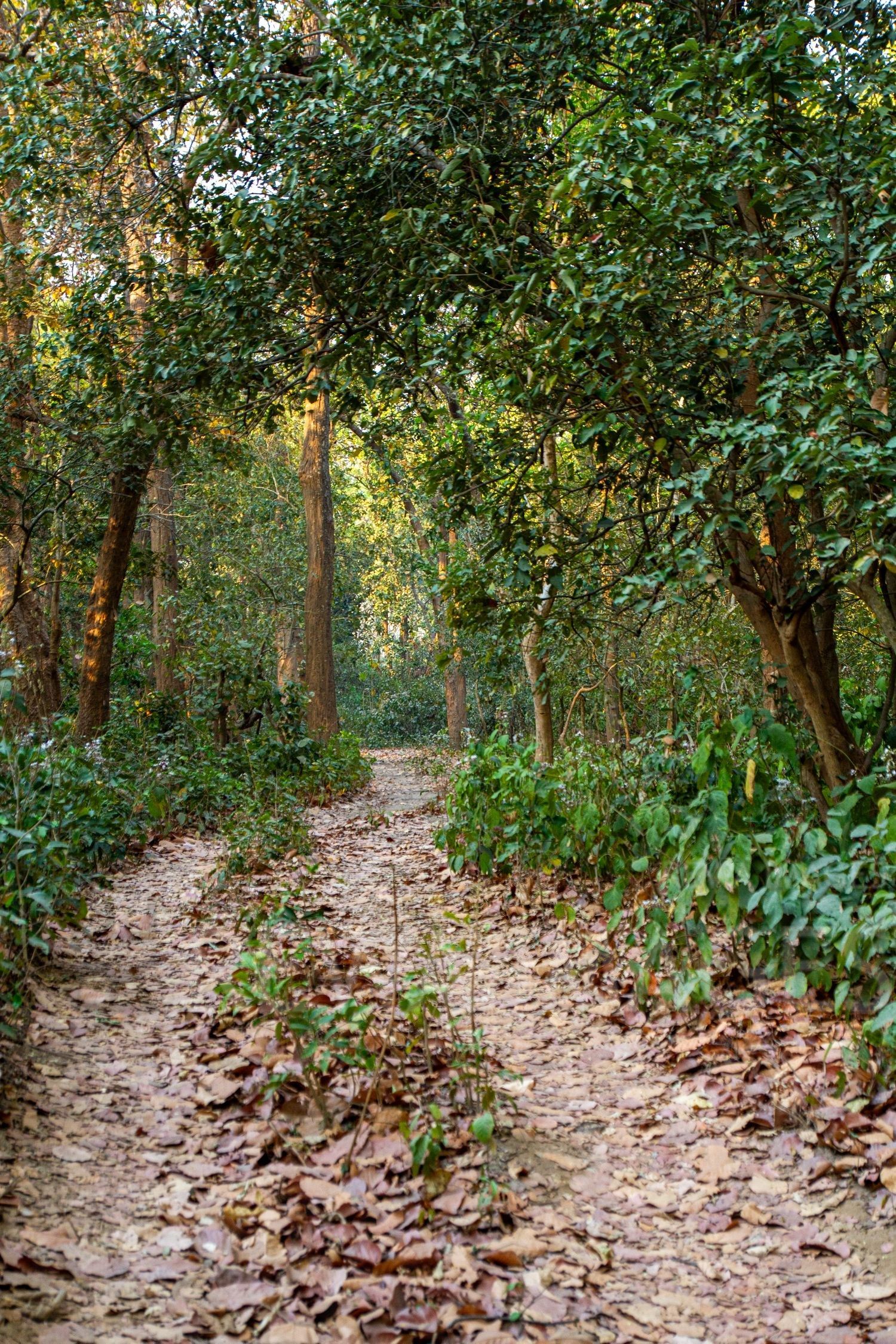 Forests of Jim Corbett National Park