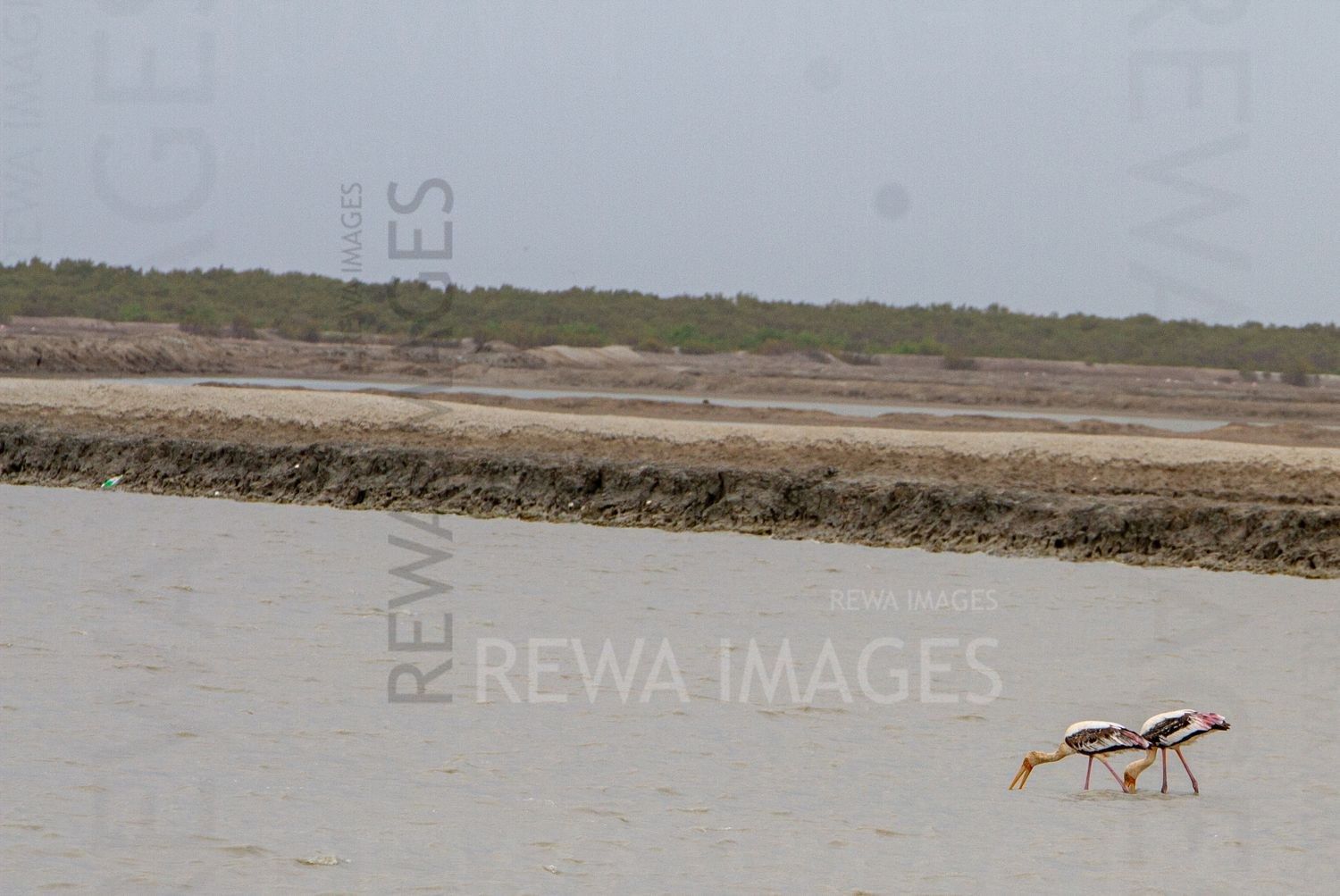 Painted Storks