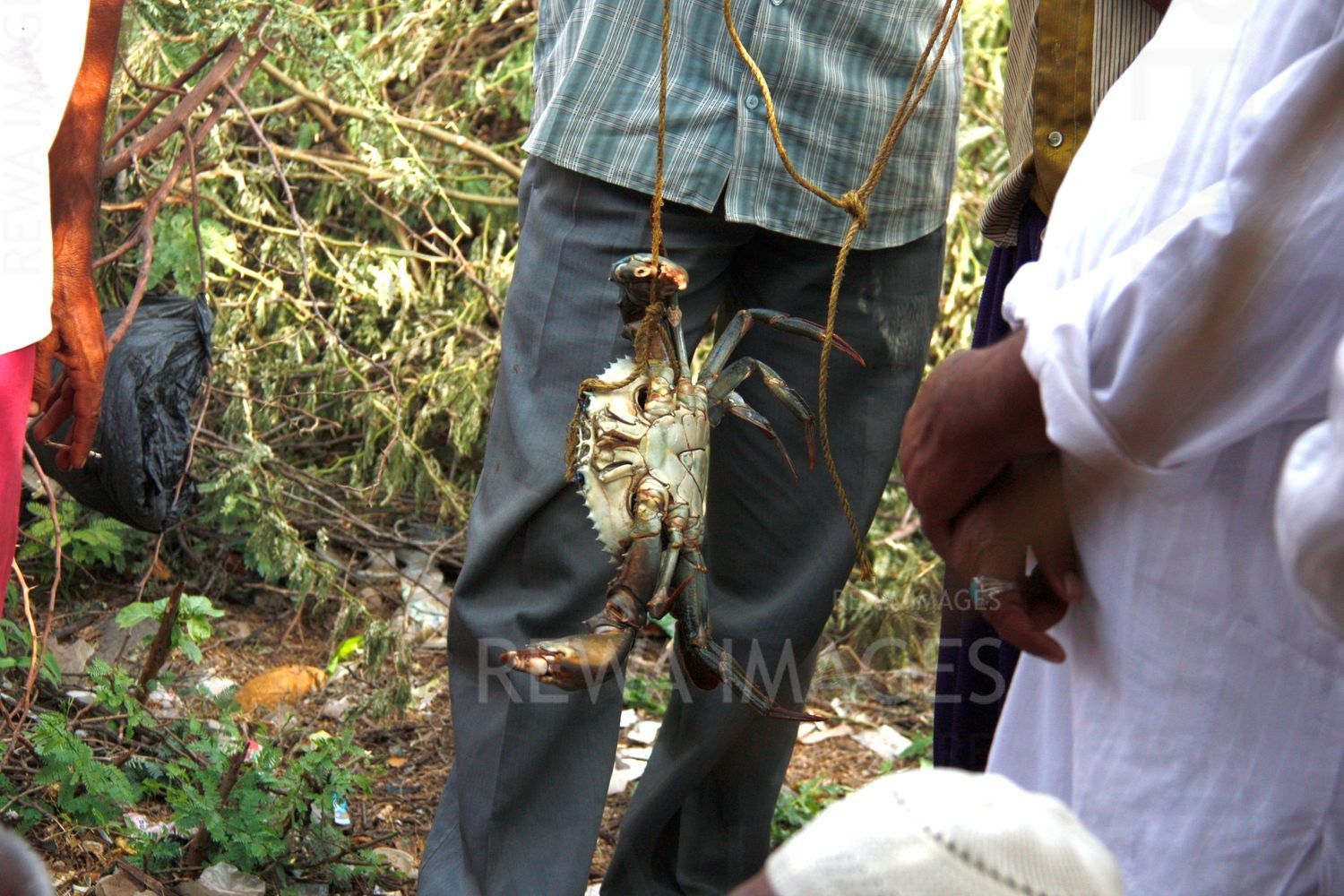 Crabs in Kutch coast