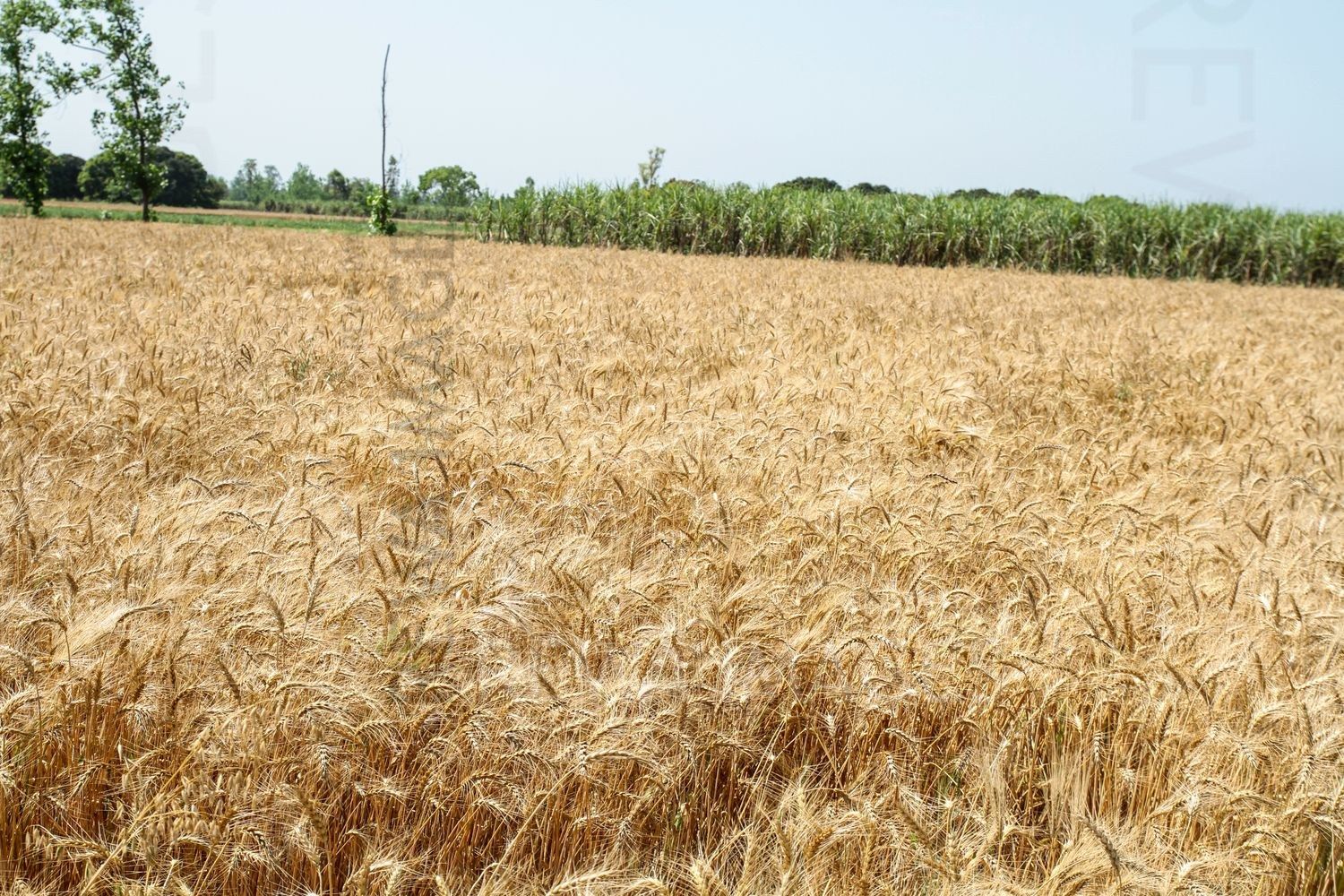 Paddy farms