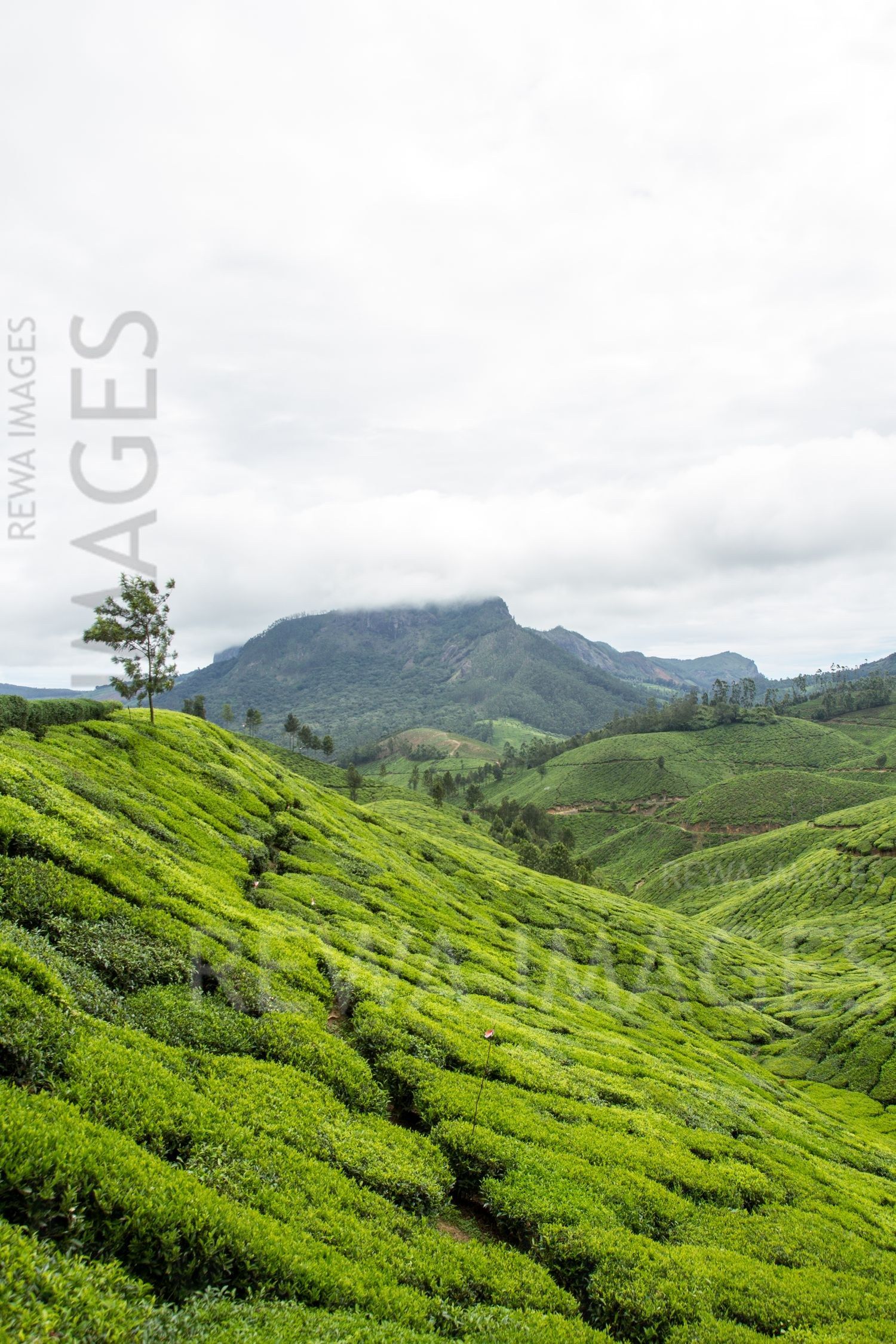 Munnar tea estates