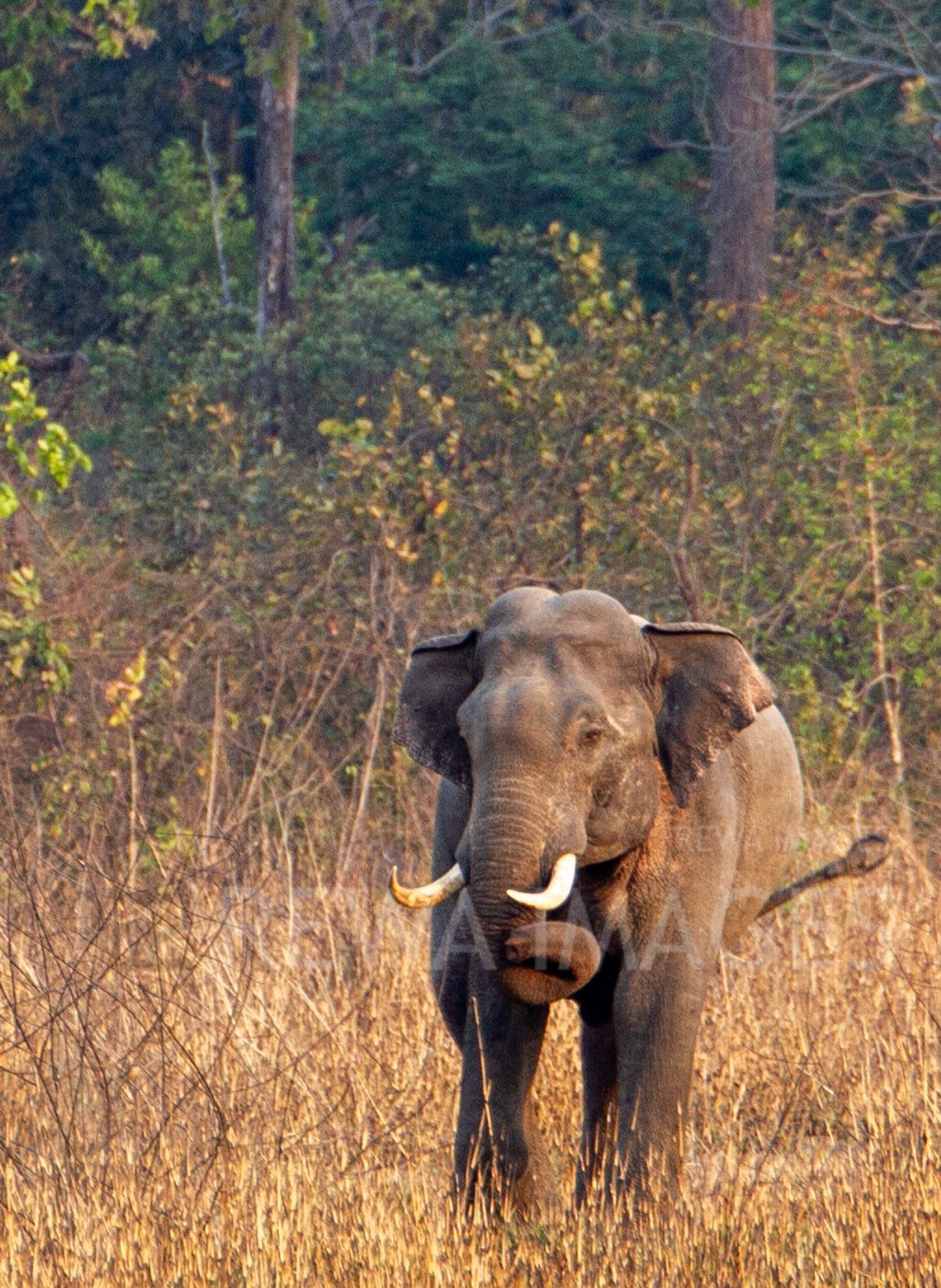 Indian elephant