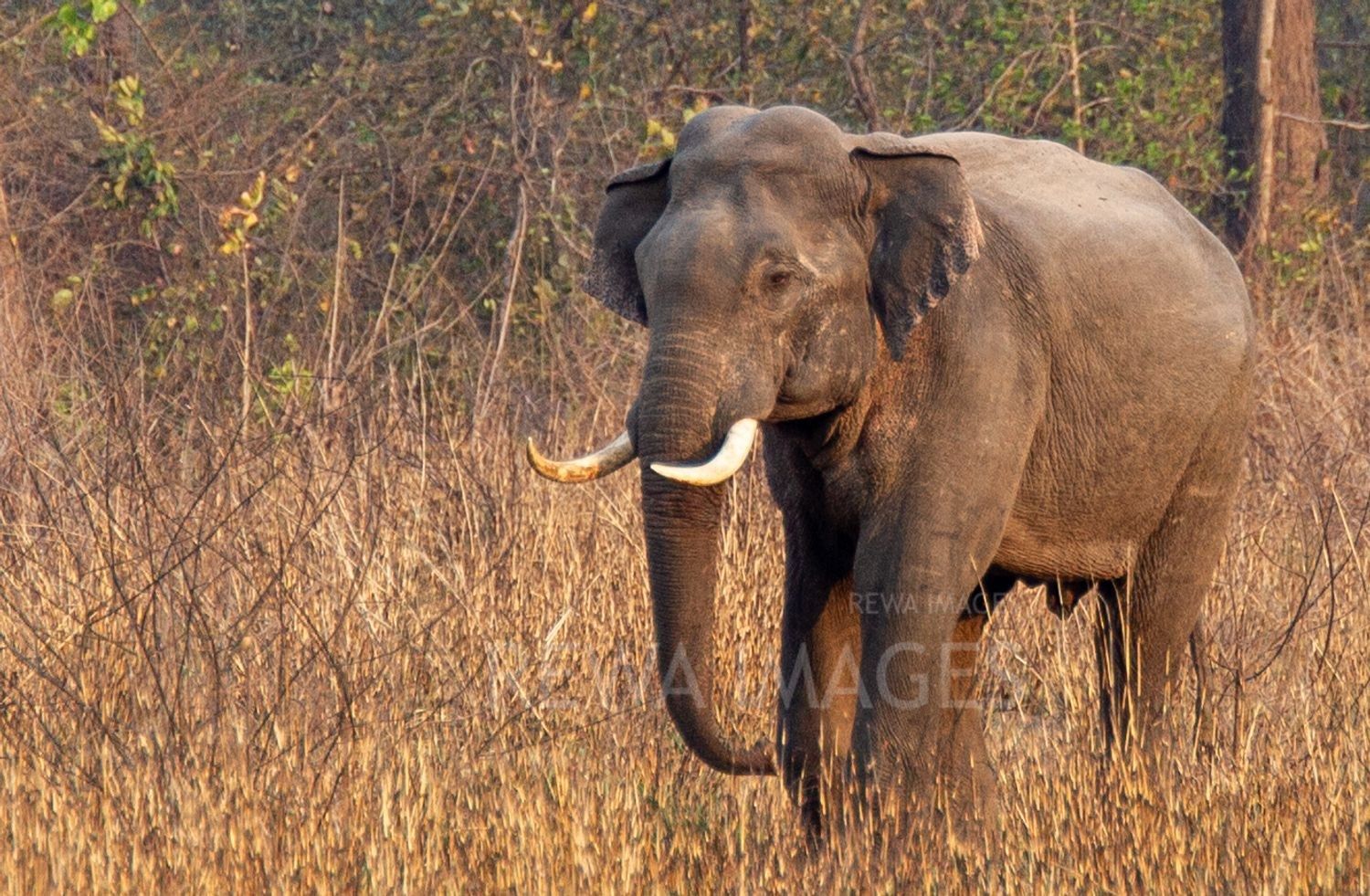 Indian elephant
