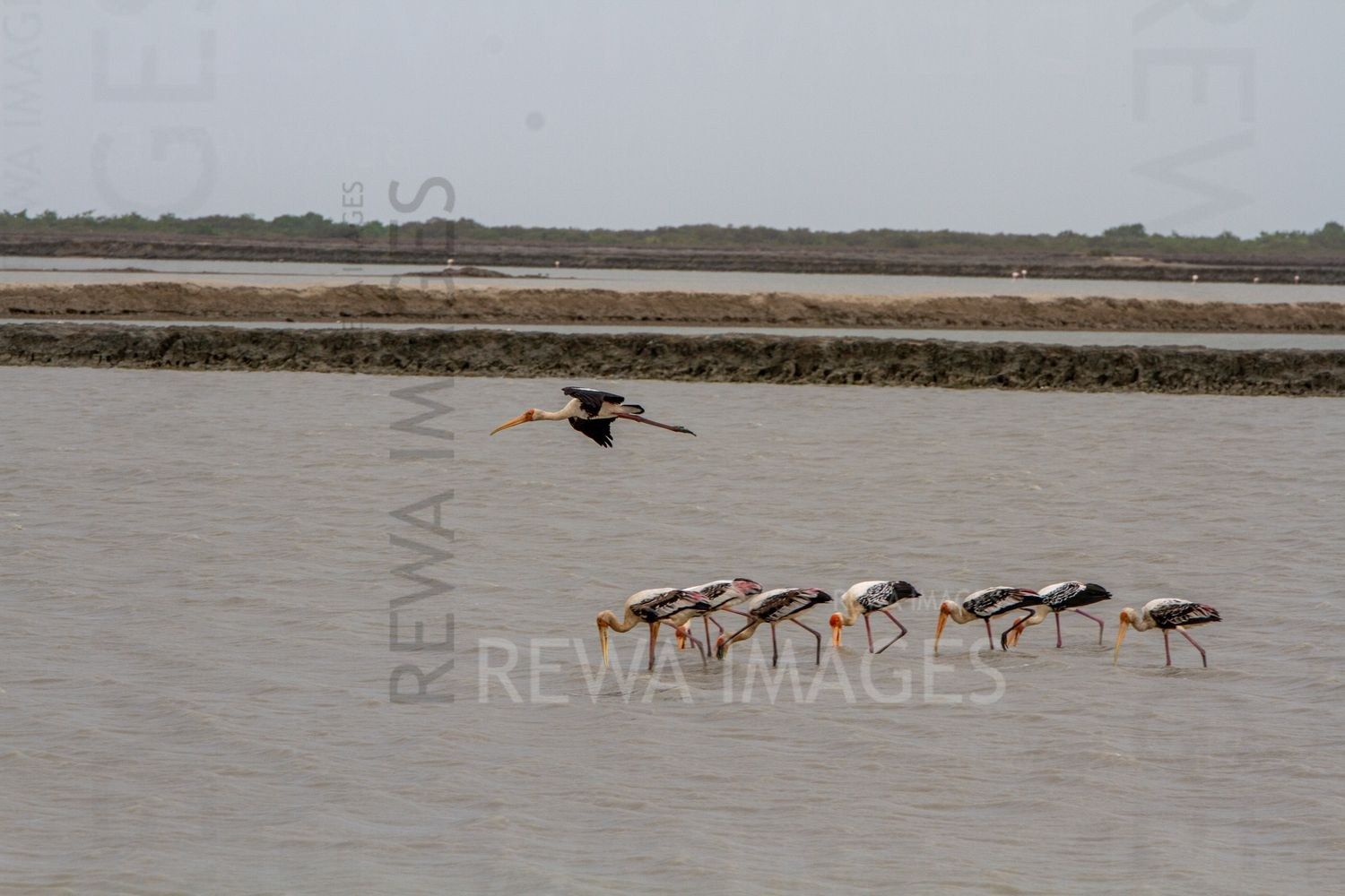 Painted Storks