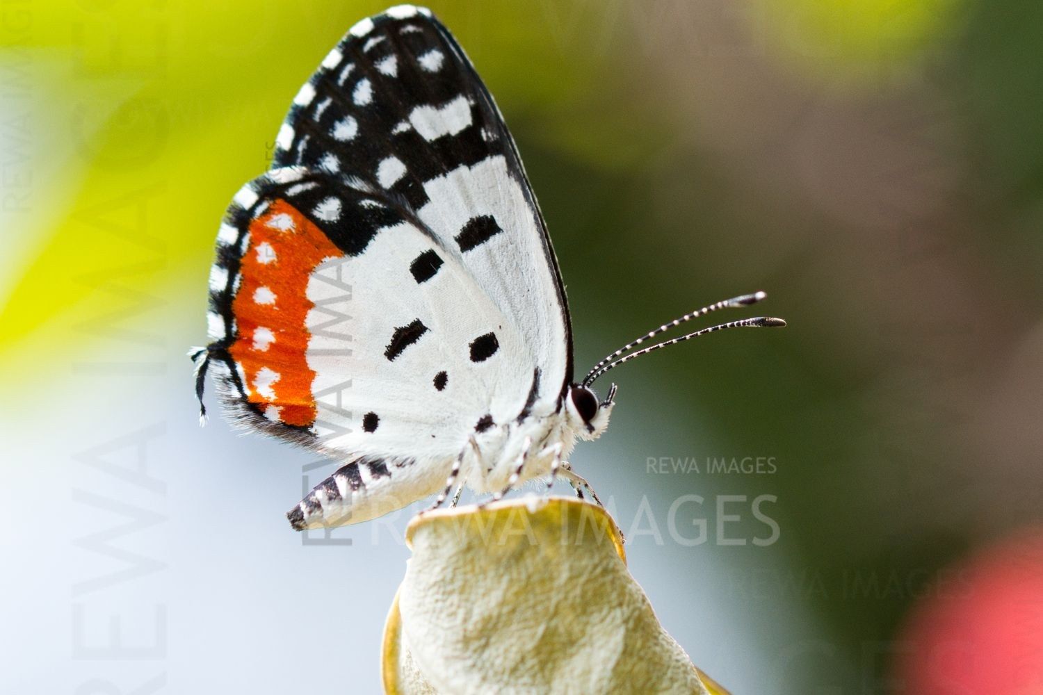 Red Pierrot butterfly