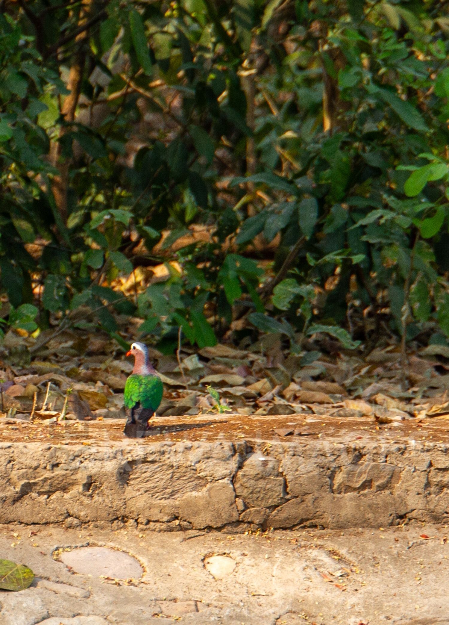 Common emerald dove
