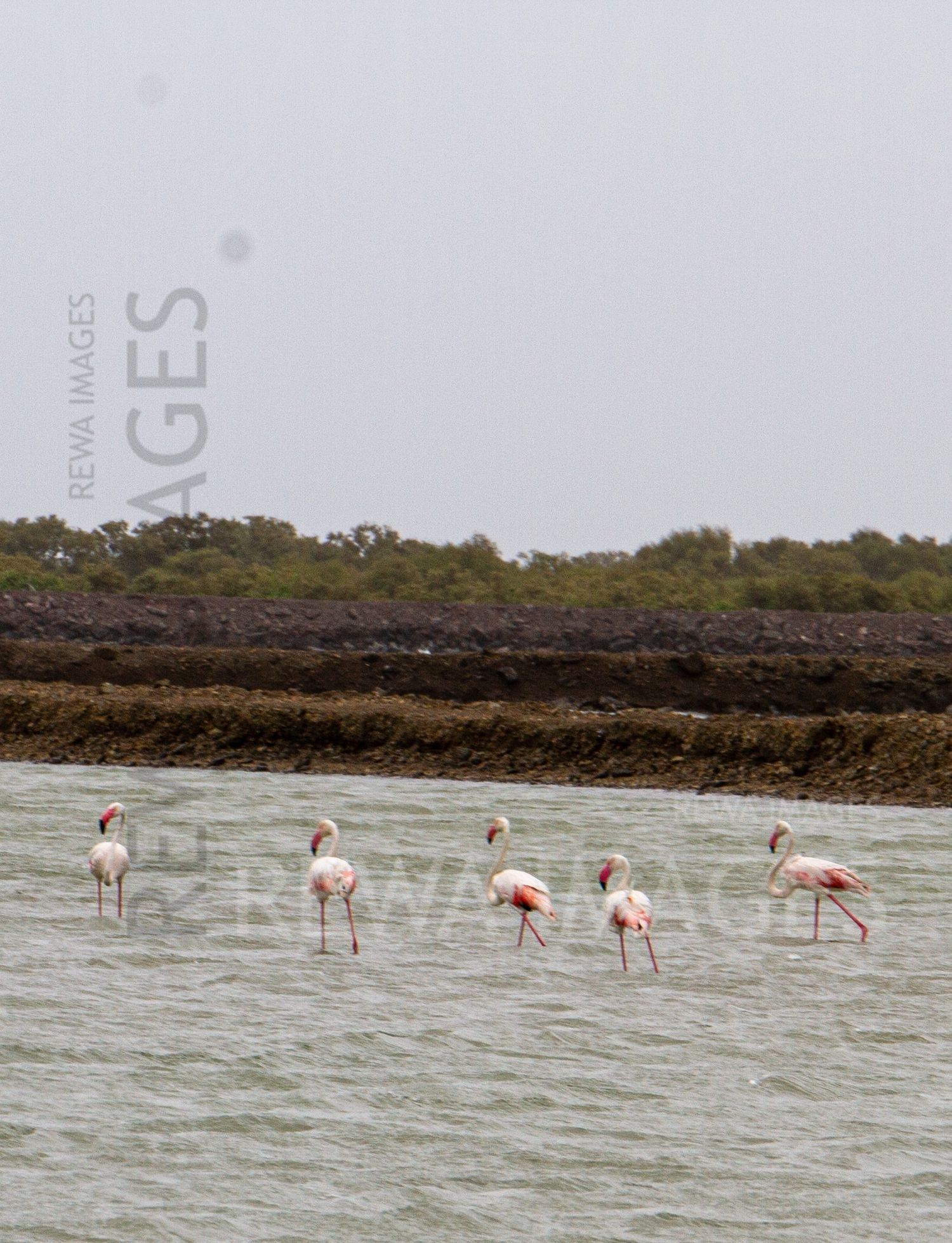 Flamingos in Kutch