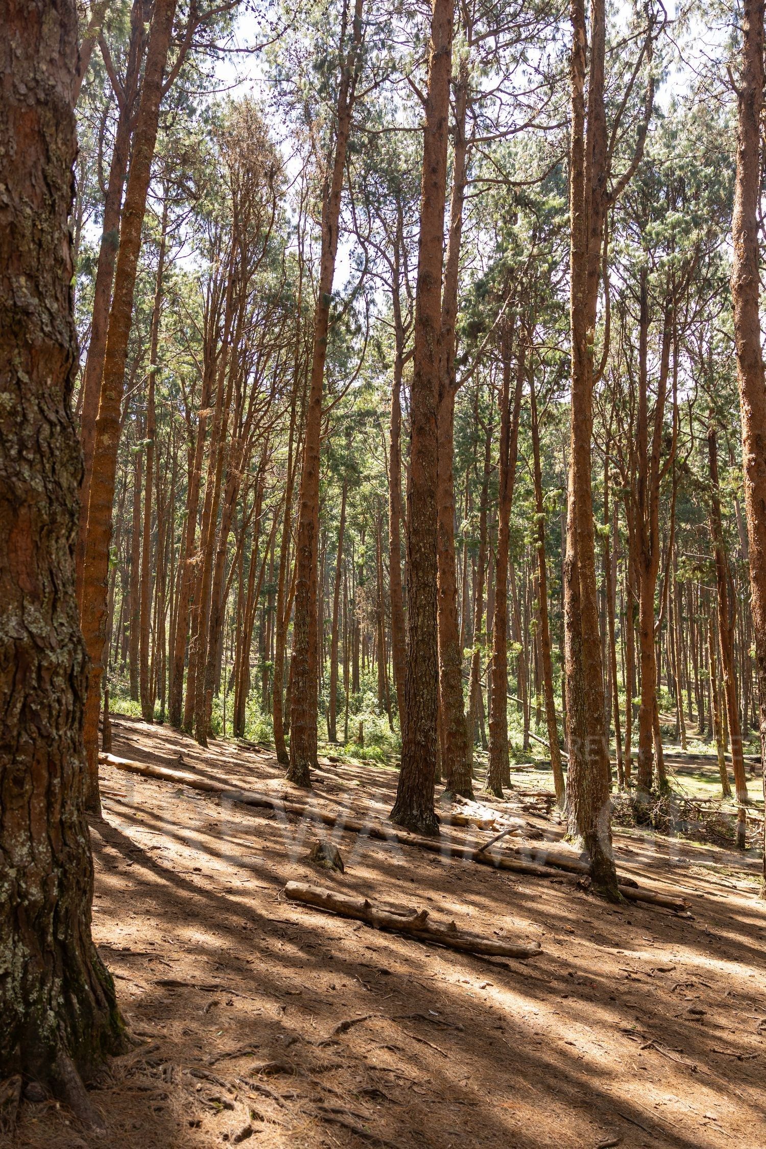 Pine trees in Kodaikanal