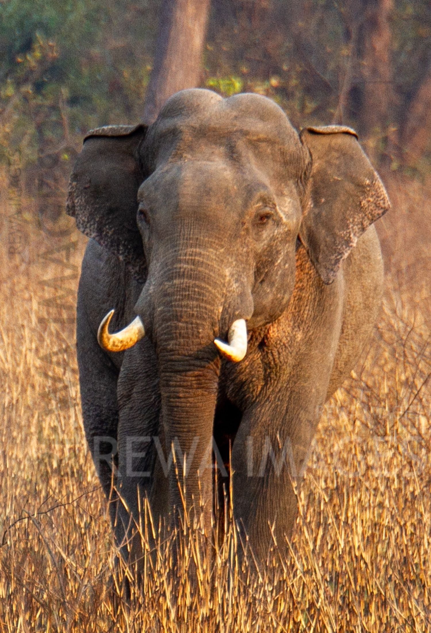 Indian elephant