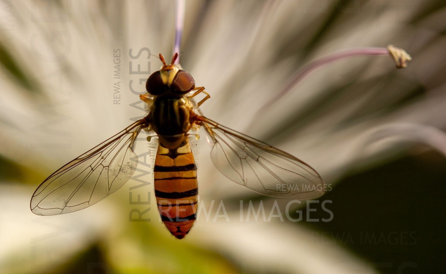 Fly on a caper flower