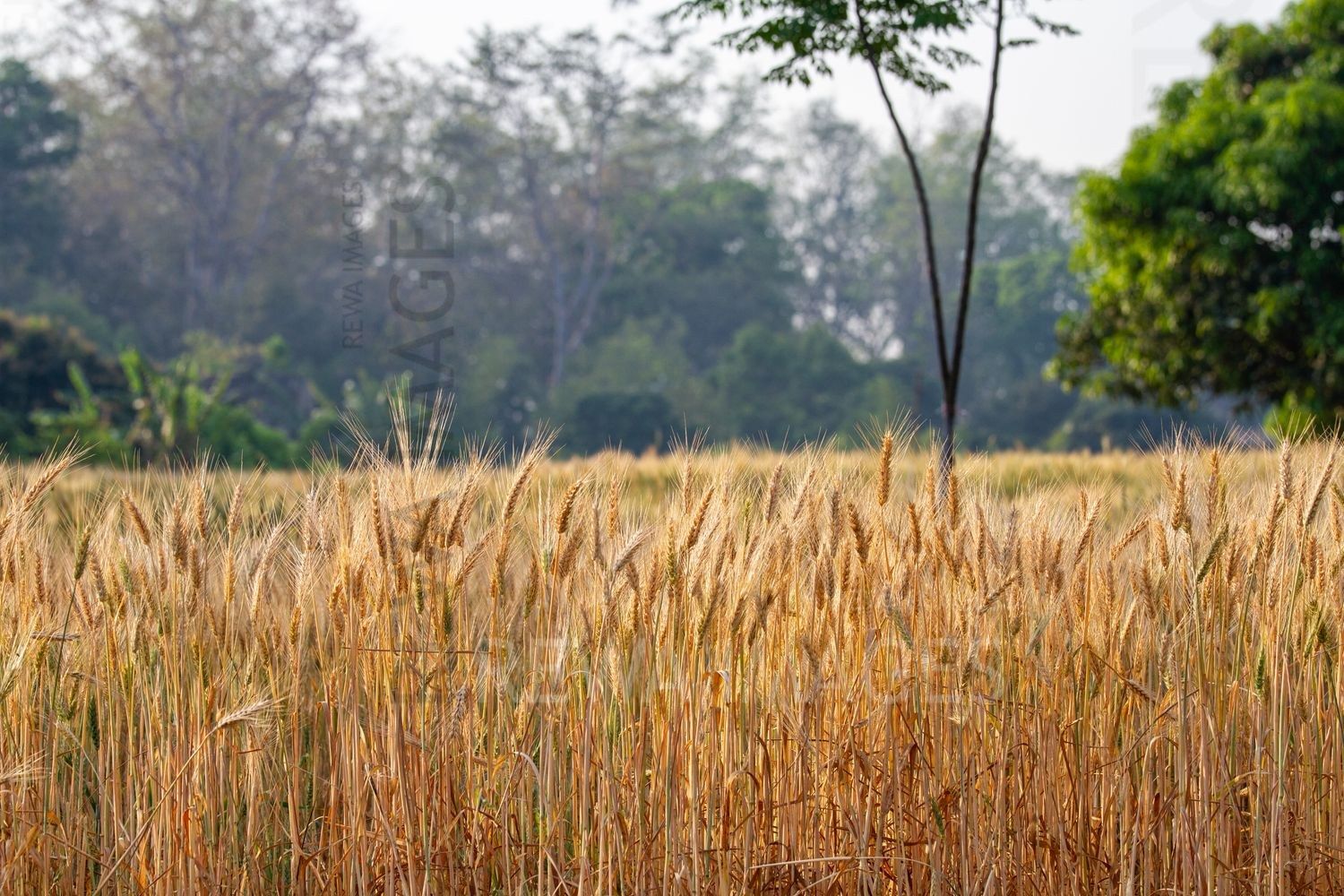 Paddy fields
