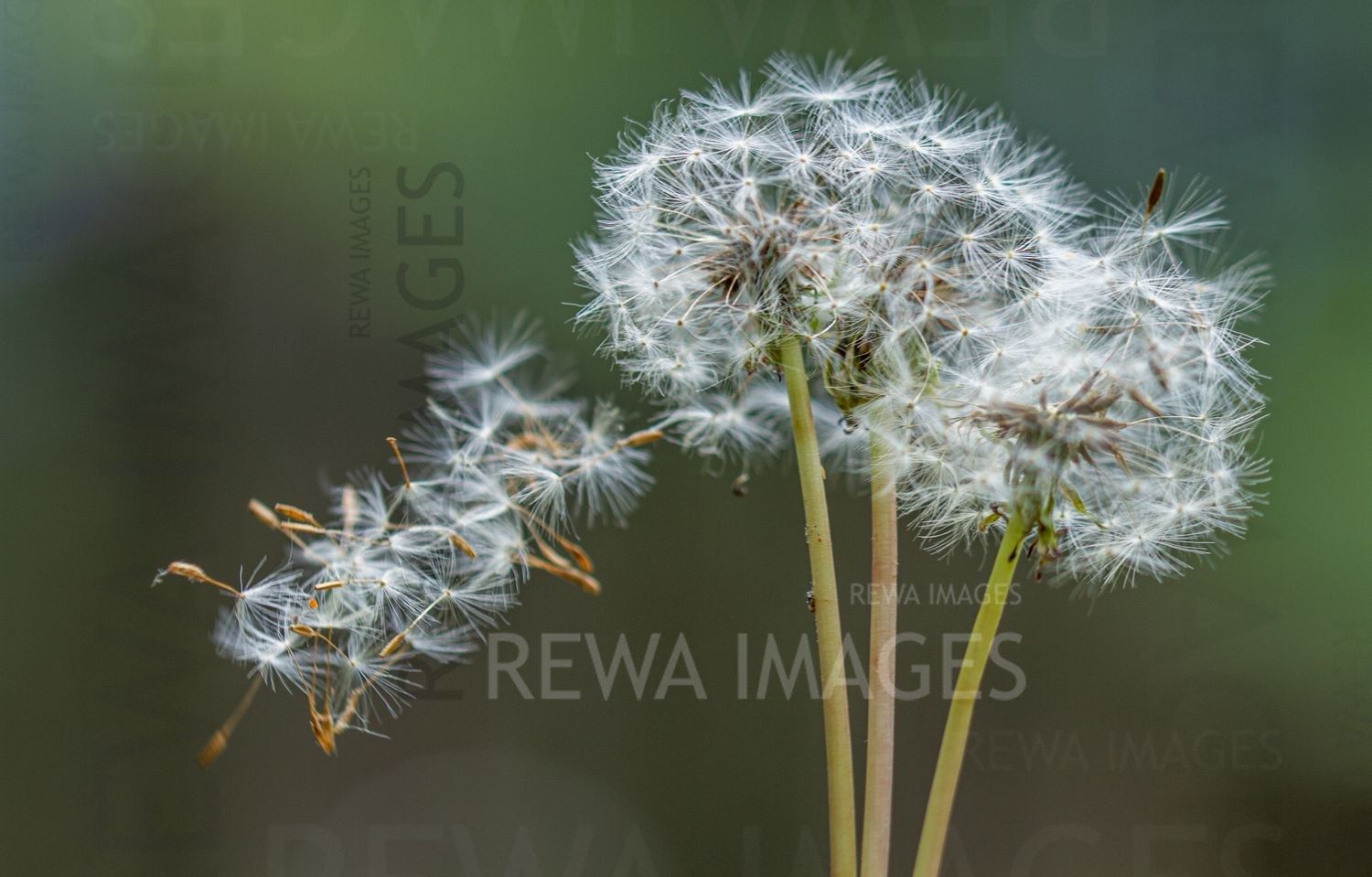 Withering Flowers