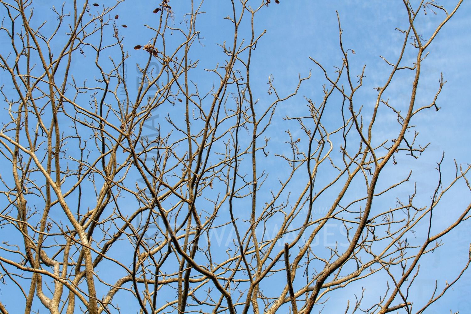 Trees