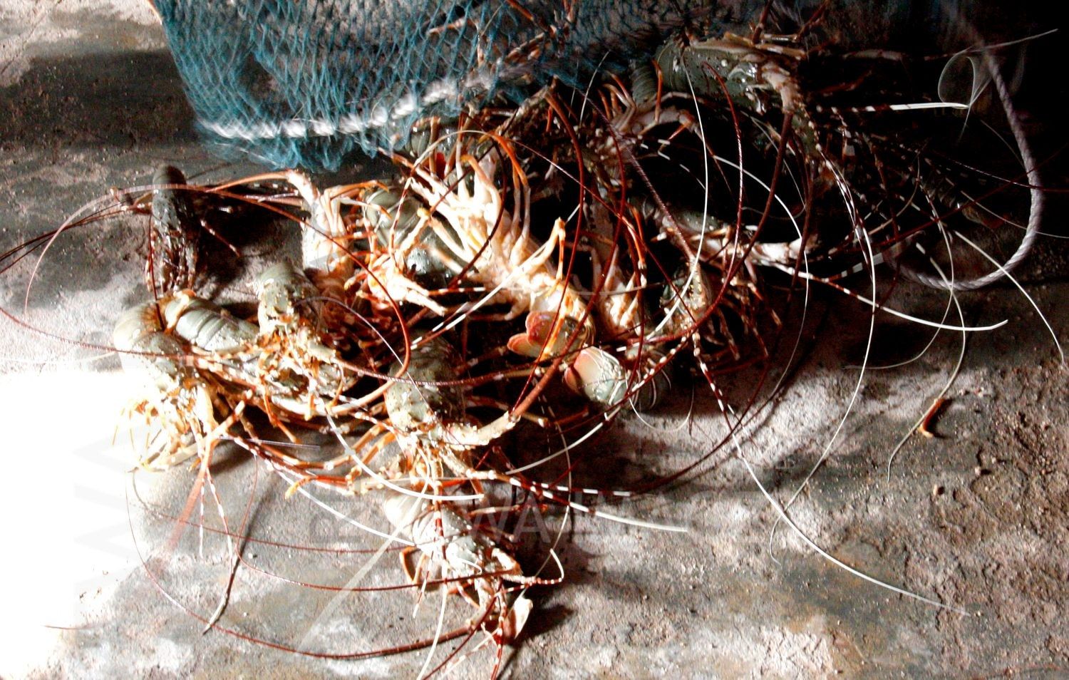 Lobsters in Kutch coast