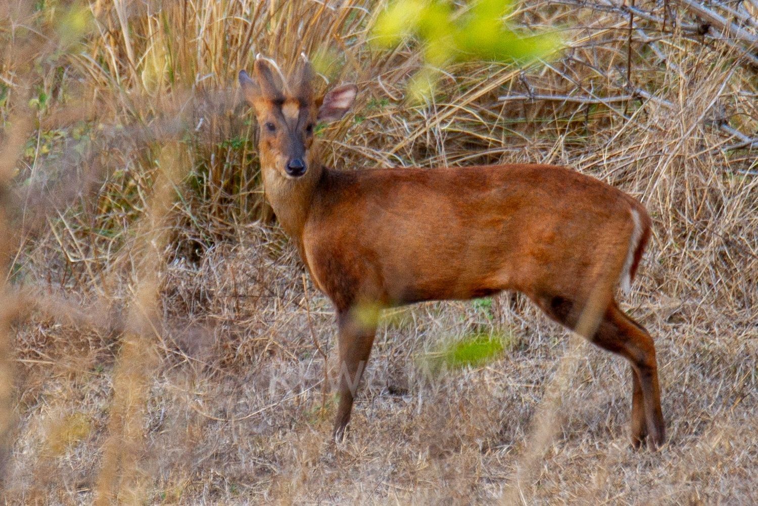 Barking deer