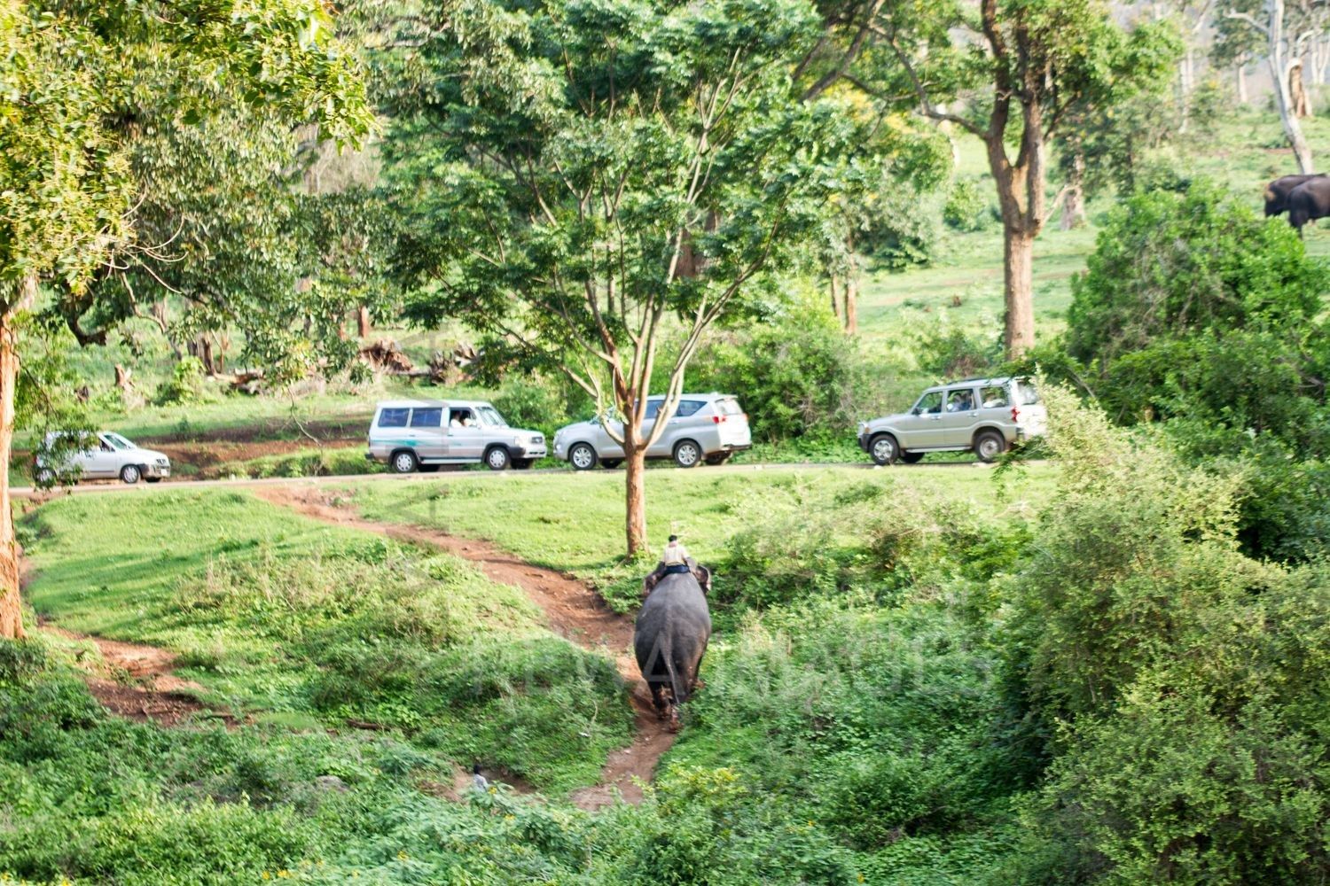 Kerala Forests