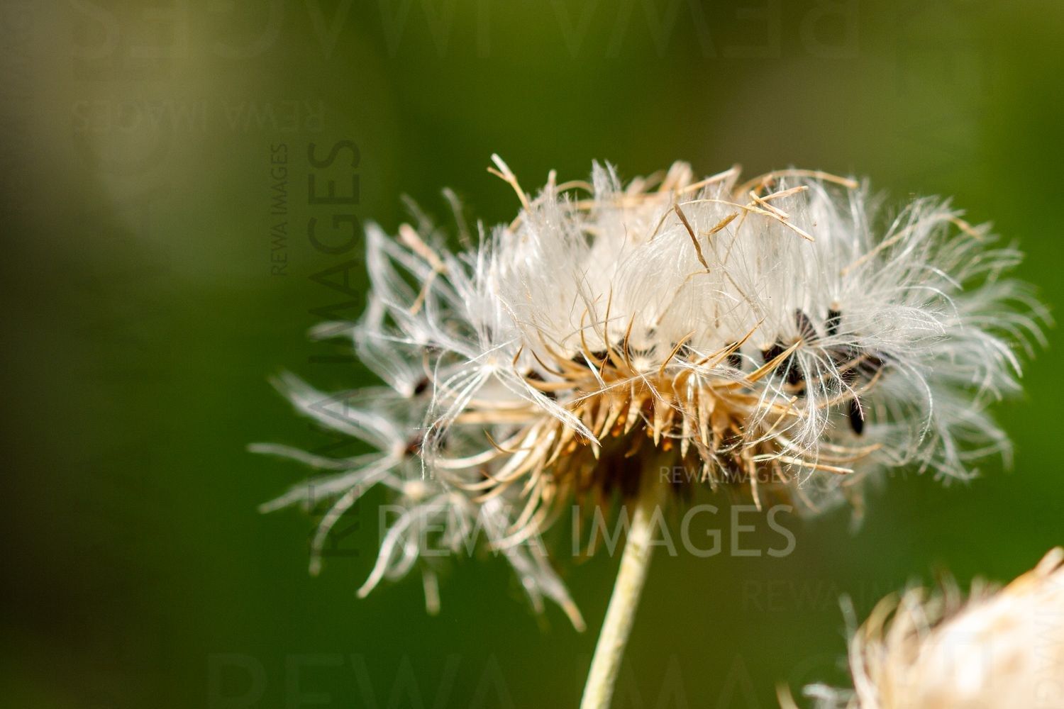 Macro photography