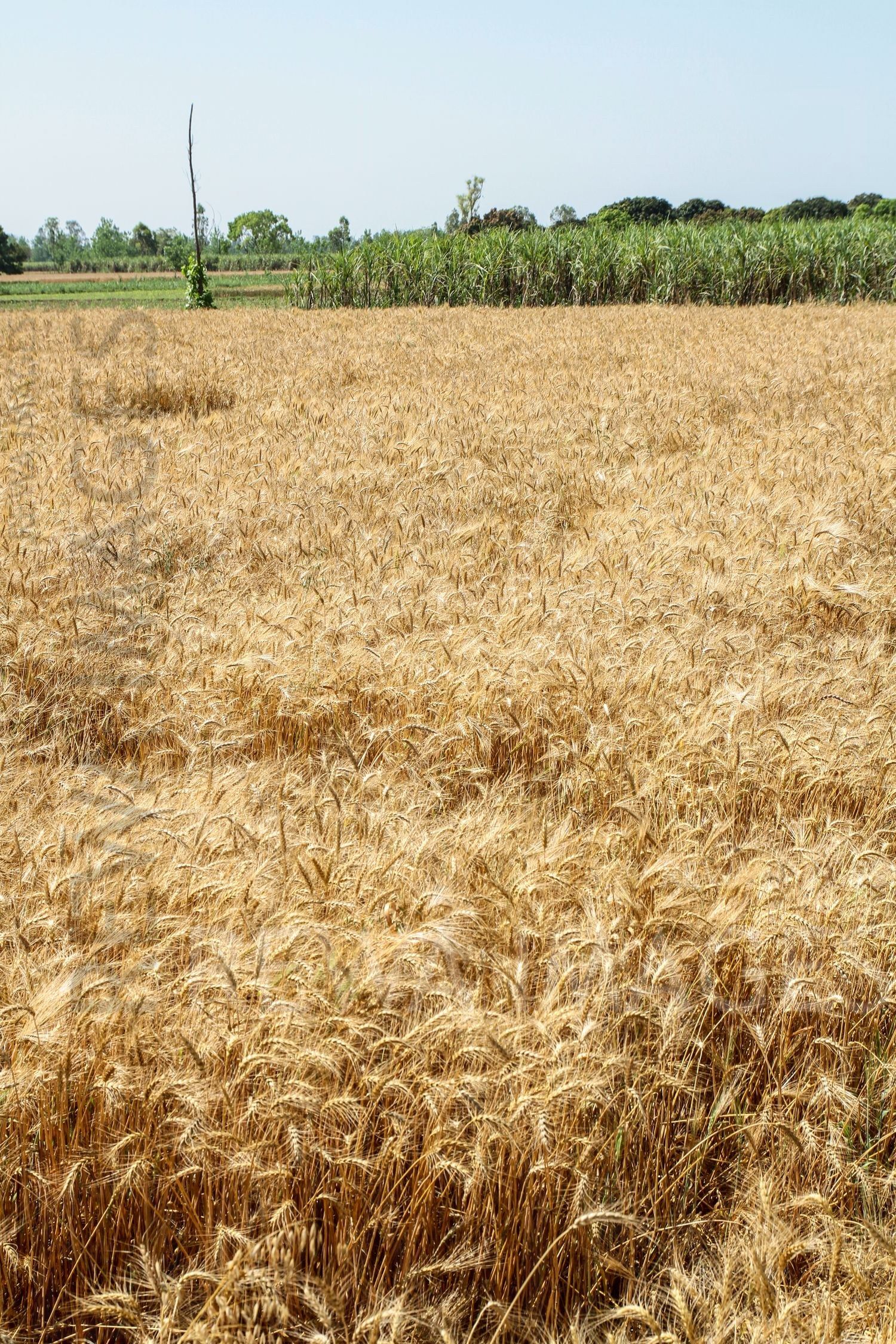Paddy farms