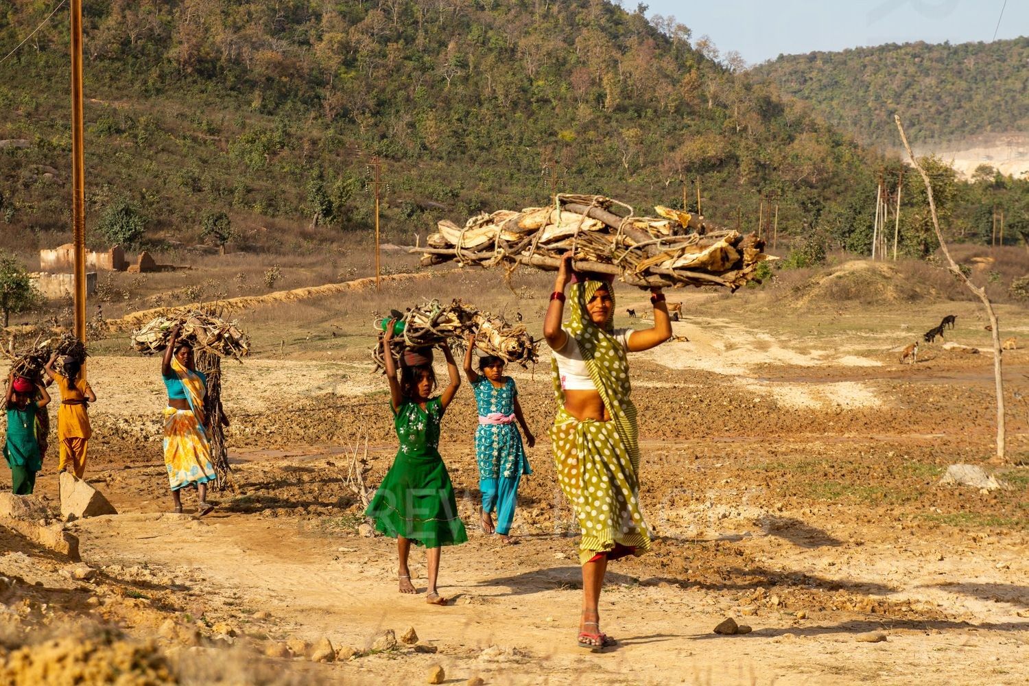 Minor forest produce from forests being destroyed by coal mining