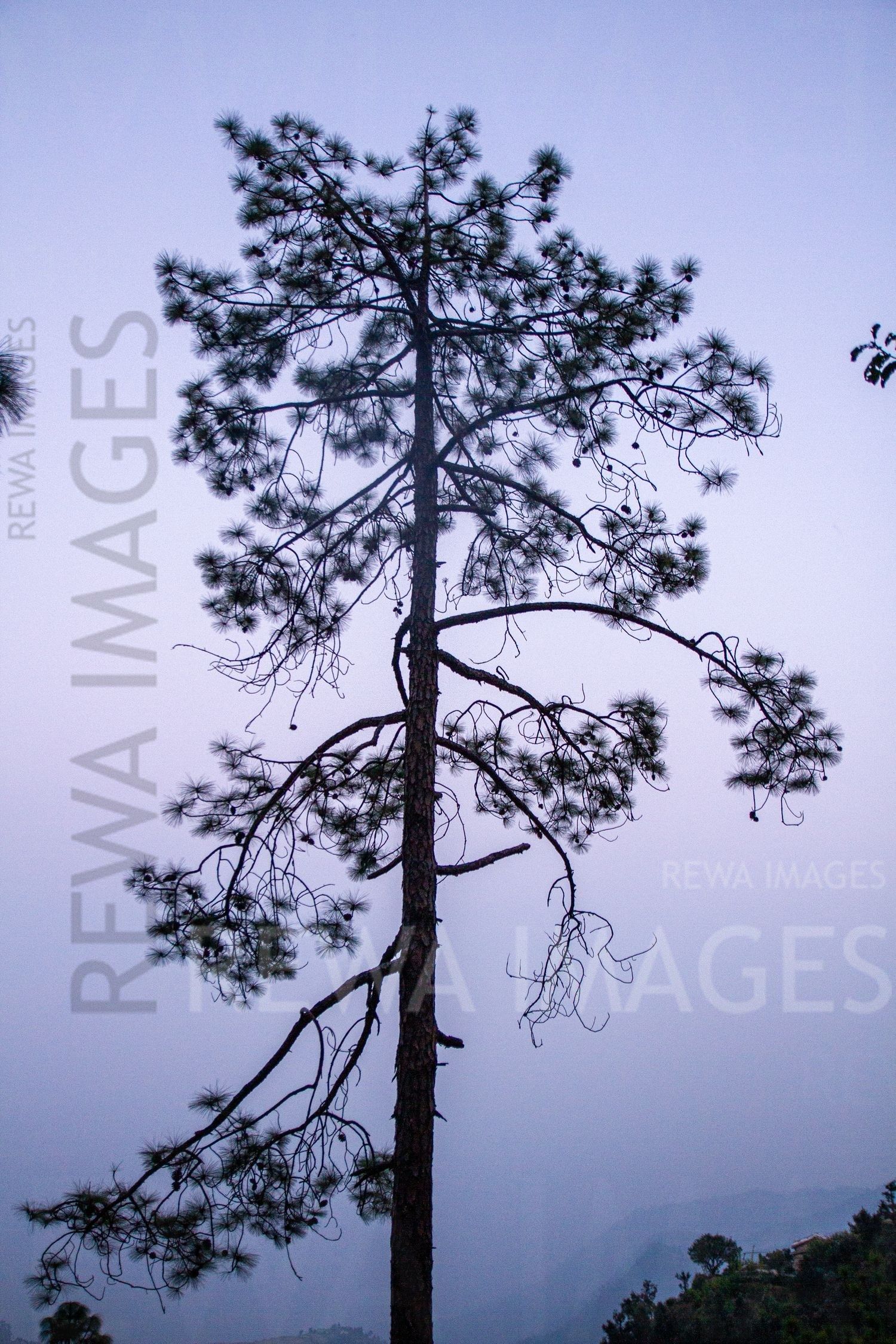 Tall pine trees