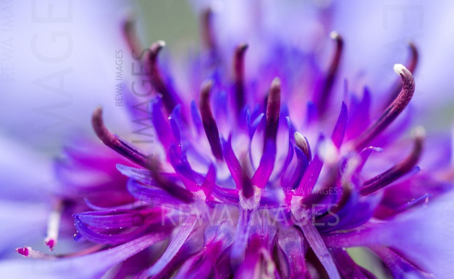The magic of macro photography of flowers