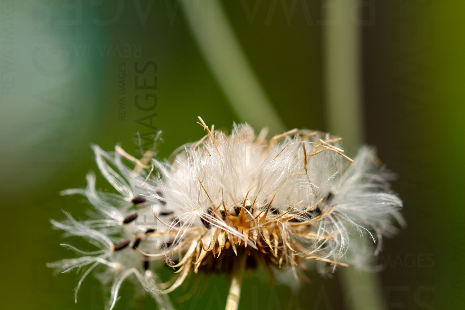 Macro photography