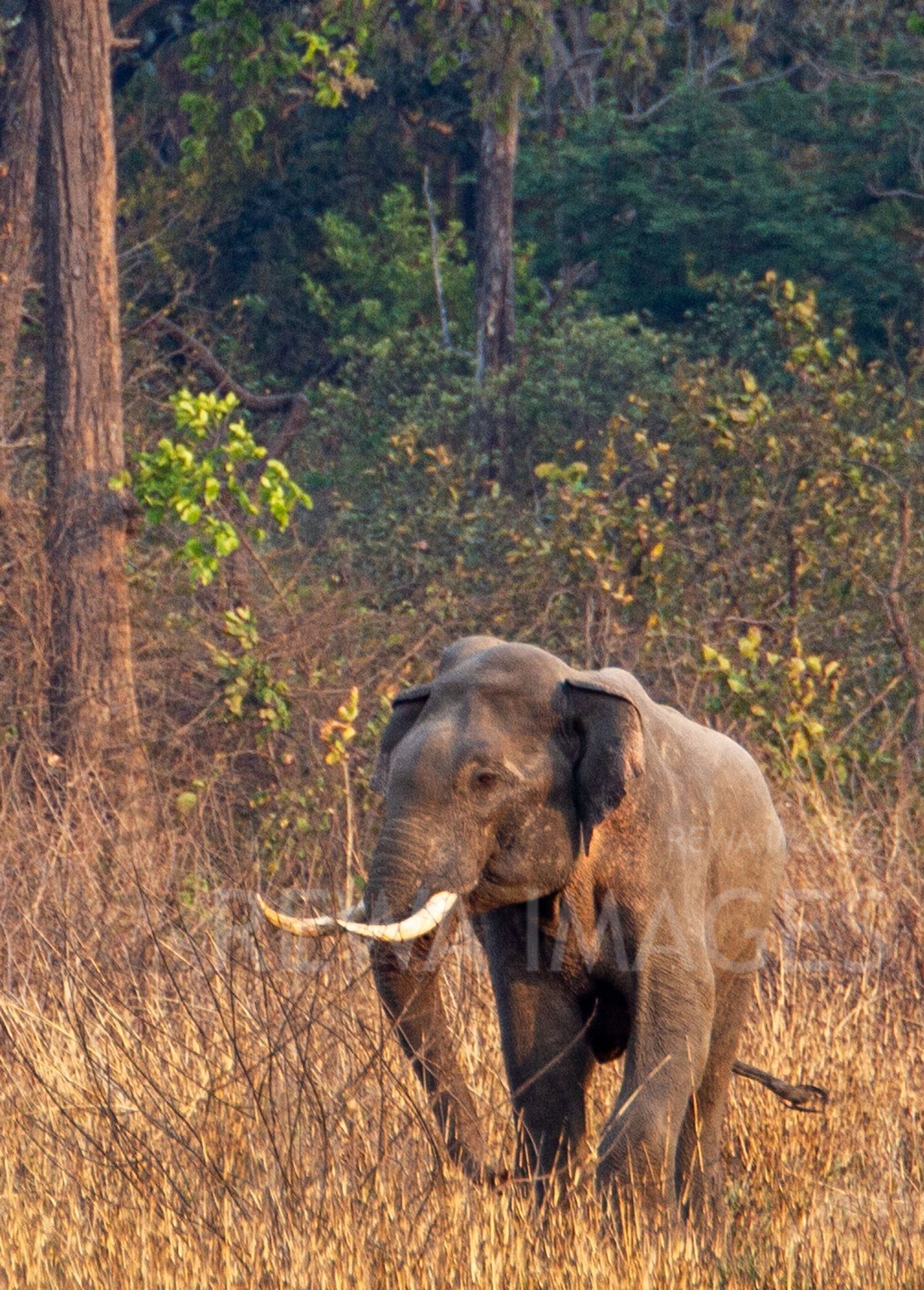 Indian elephant