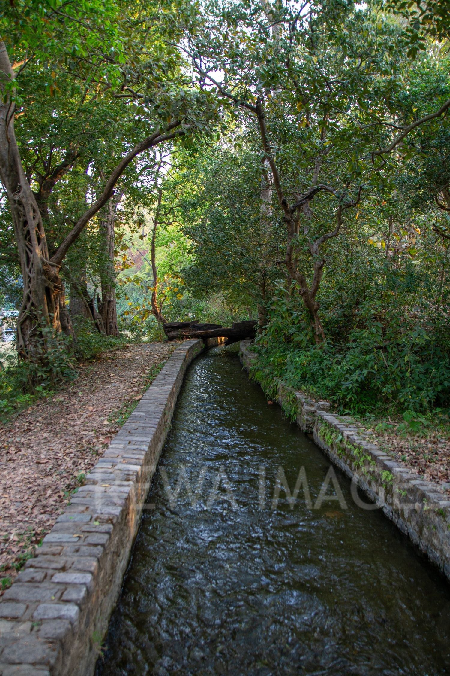 Forests of Jim Corbett National Park