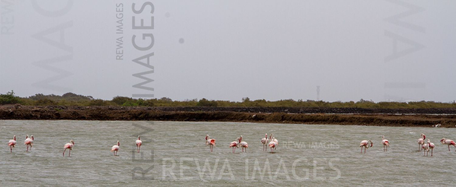 Flamingos in Kutch