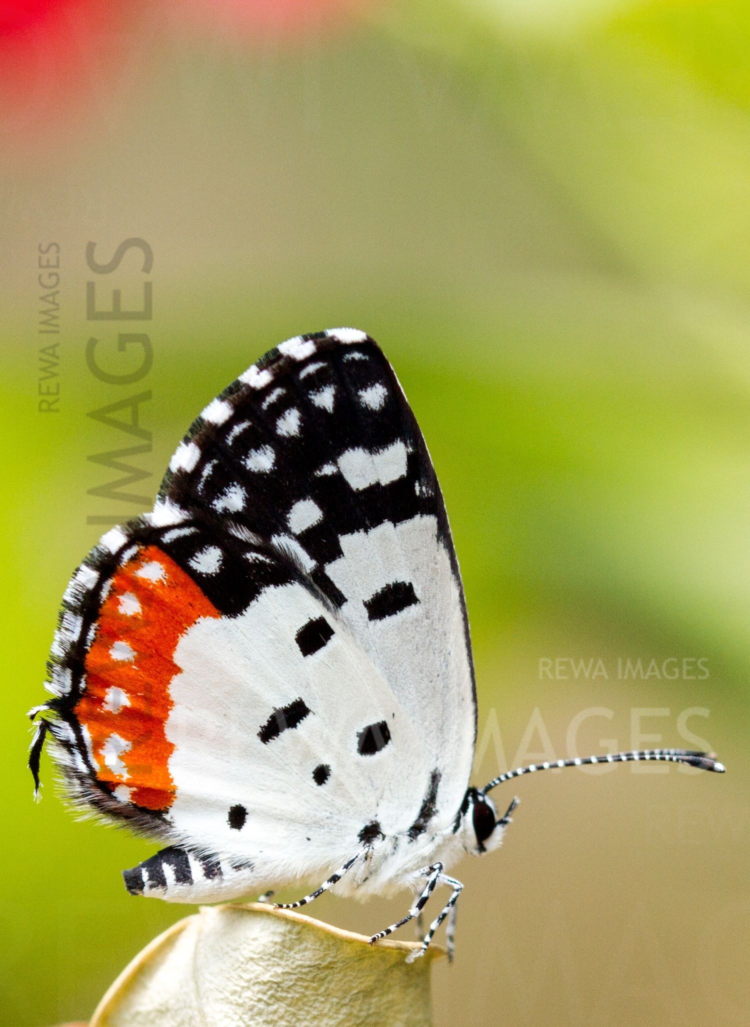 Red Pierrot butterfly