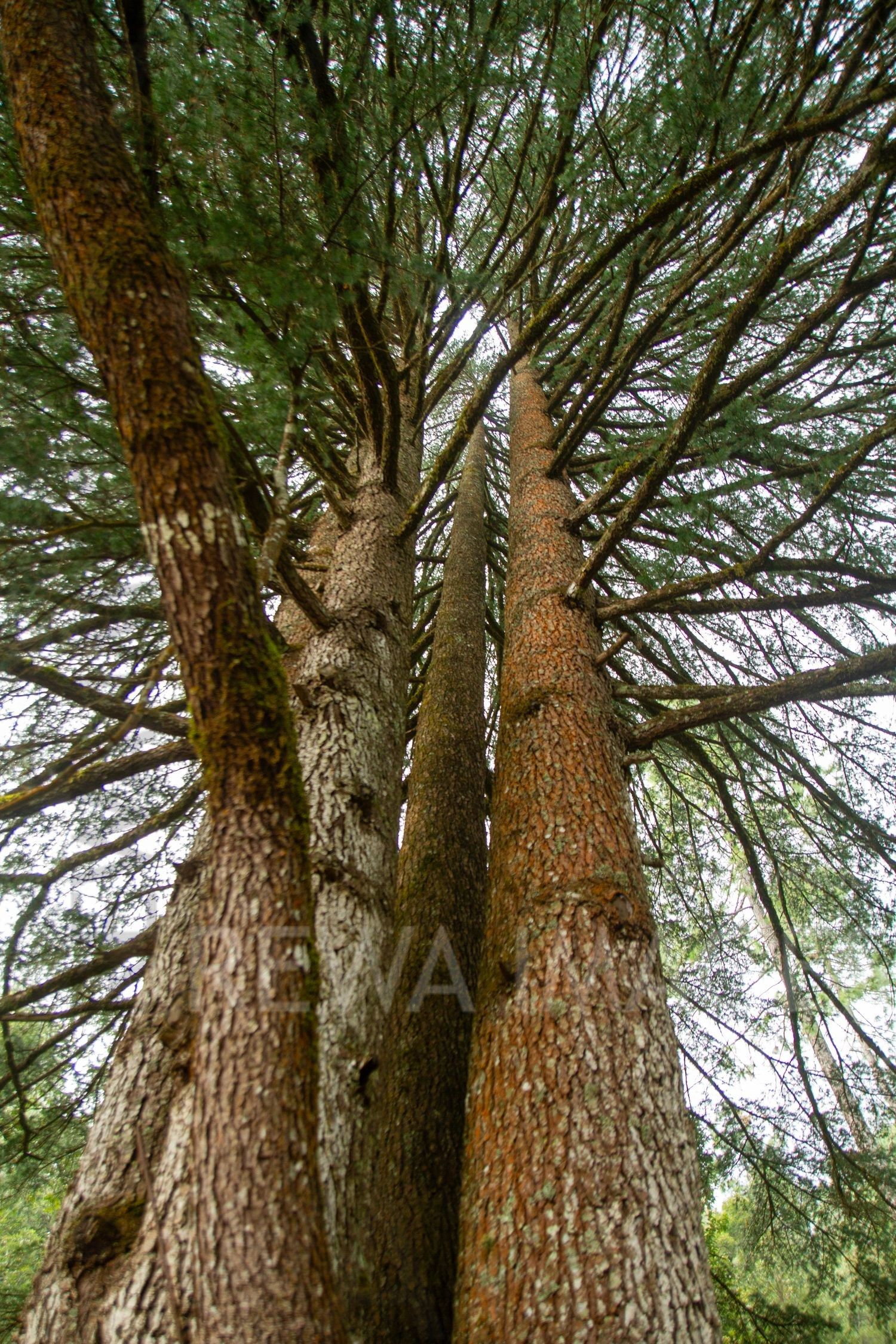 Tall pine trees