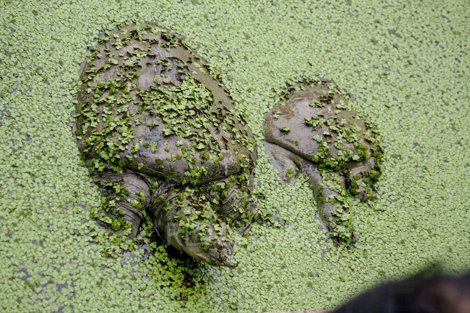 Softshell Turtles at Bharatpur