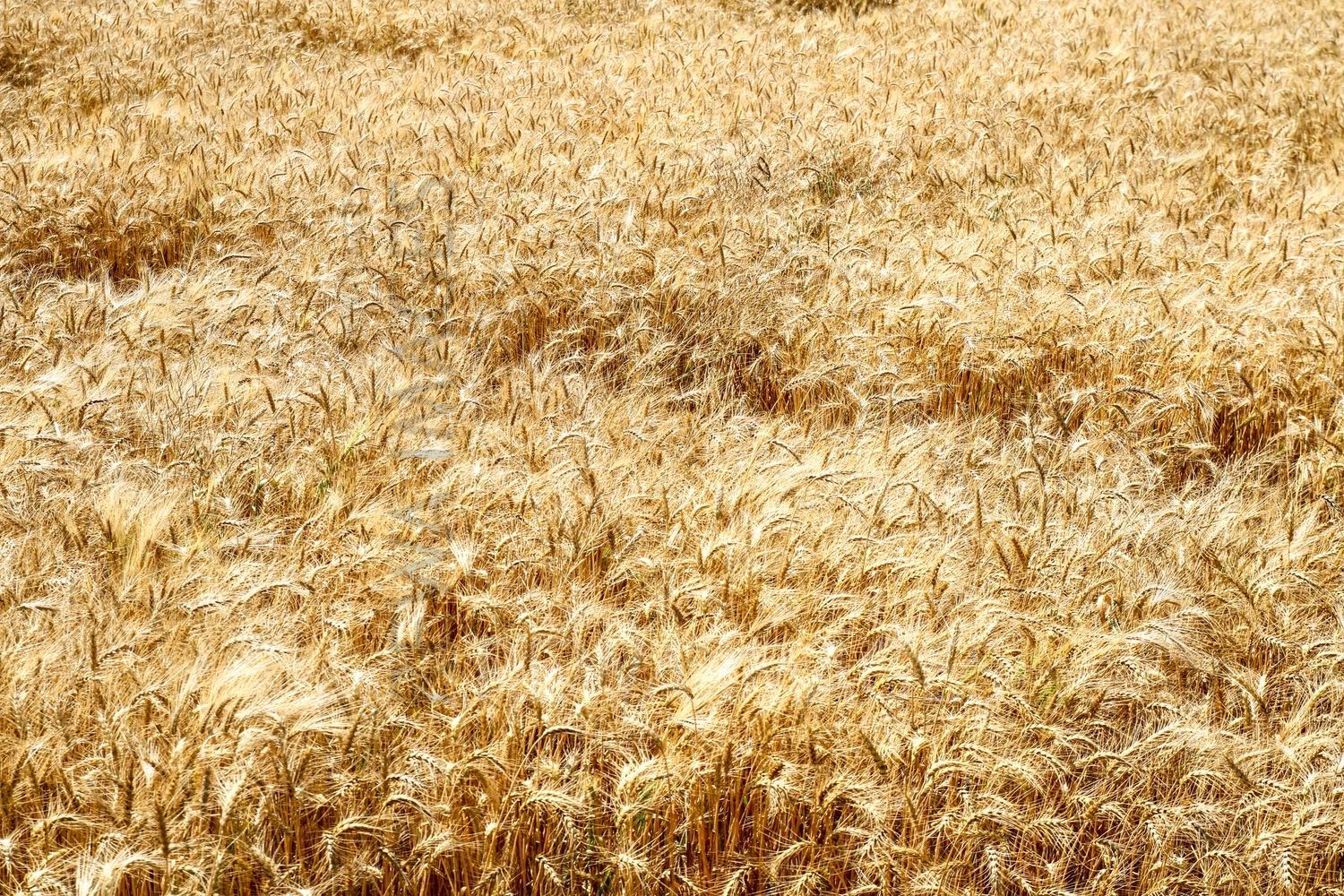 Paddy farms