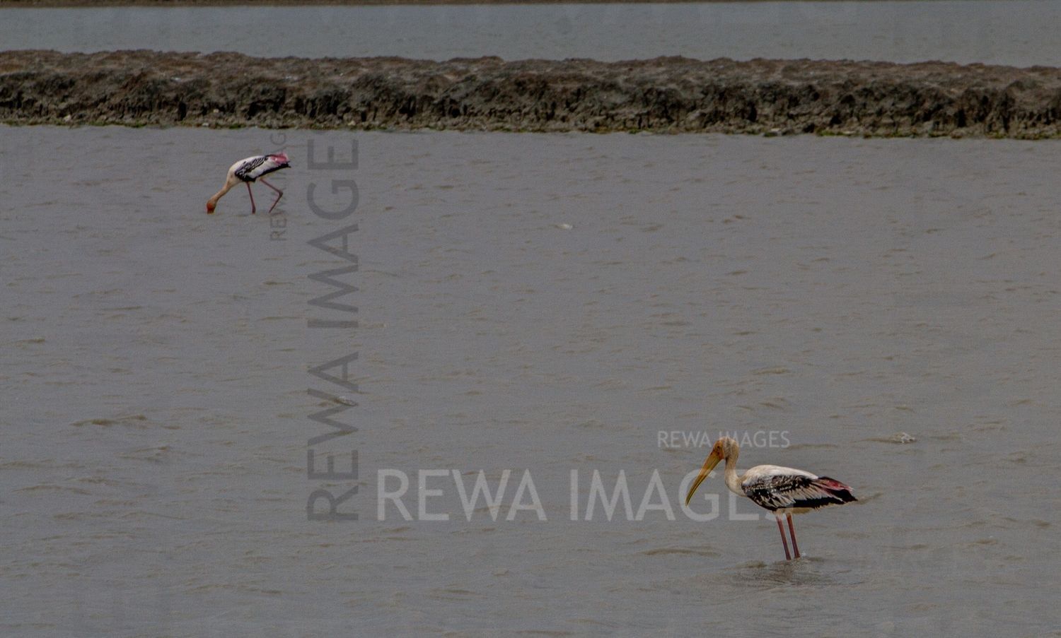 Painted Storks